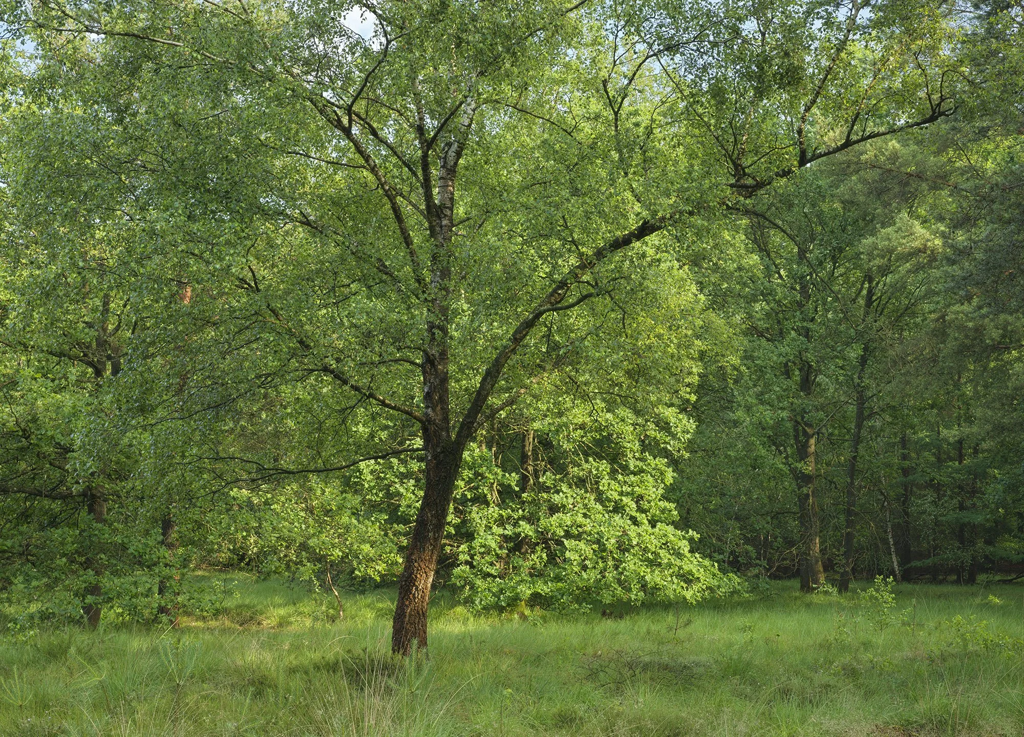 Marcel Kerdijk - -Dwingelderveld.jpg