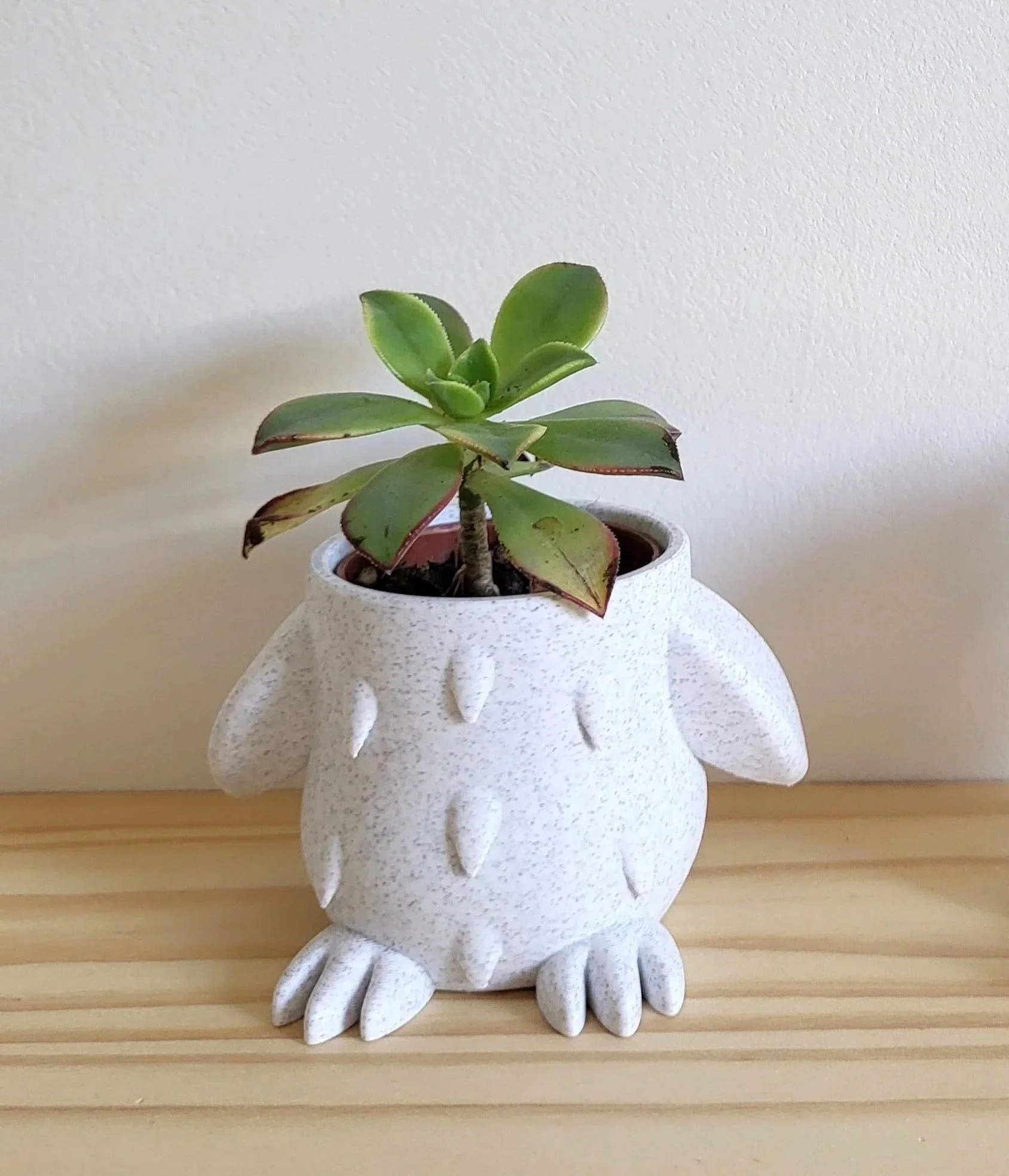 Mini%2BPot%2Bde%2Bfleur%2Boriginal%2Bpour%2Bsucculente%2B-%2Bpoule.jpg