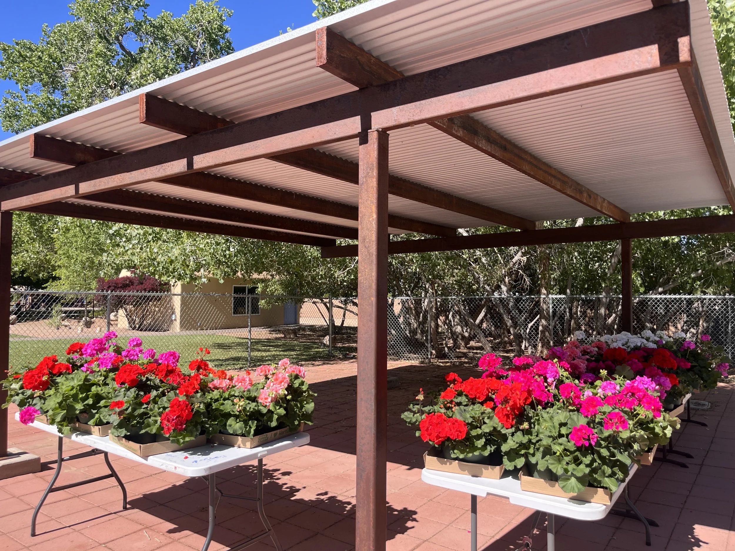 Geranium Fundraiser