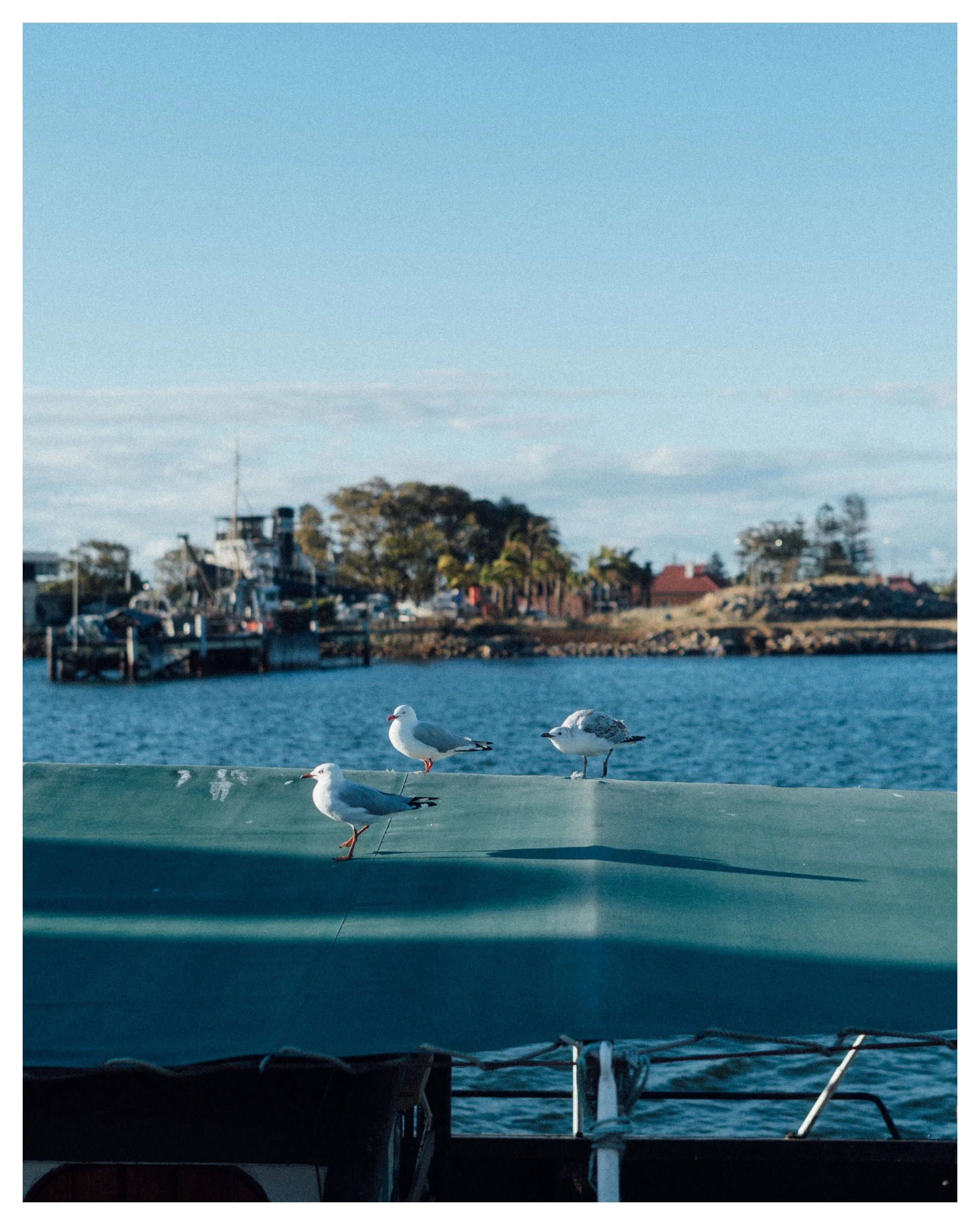 Port Adelaide - Seagulls.jpg