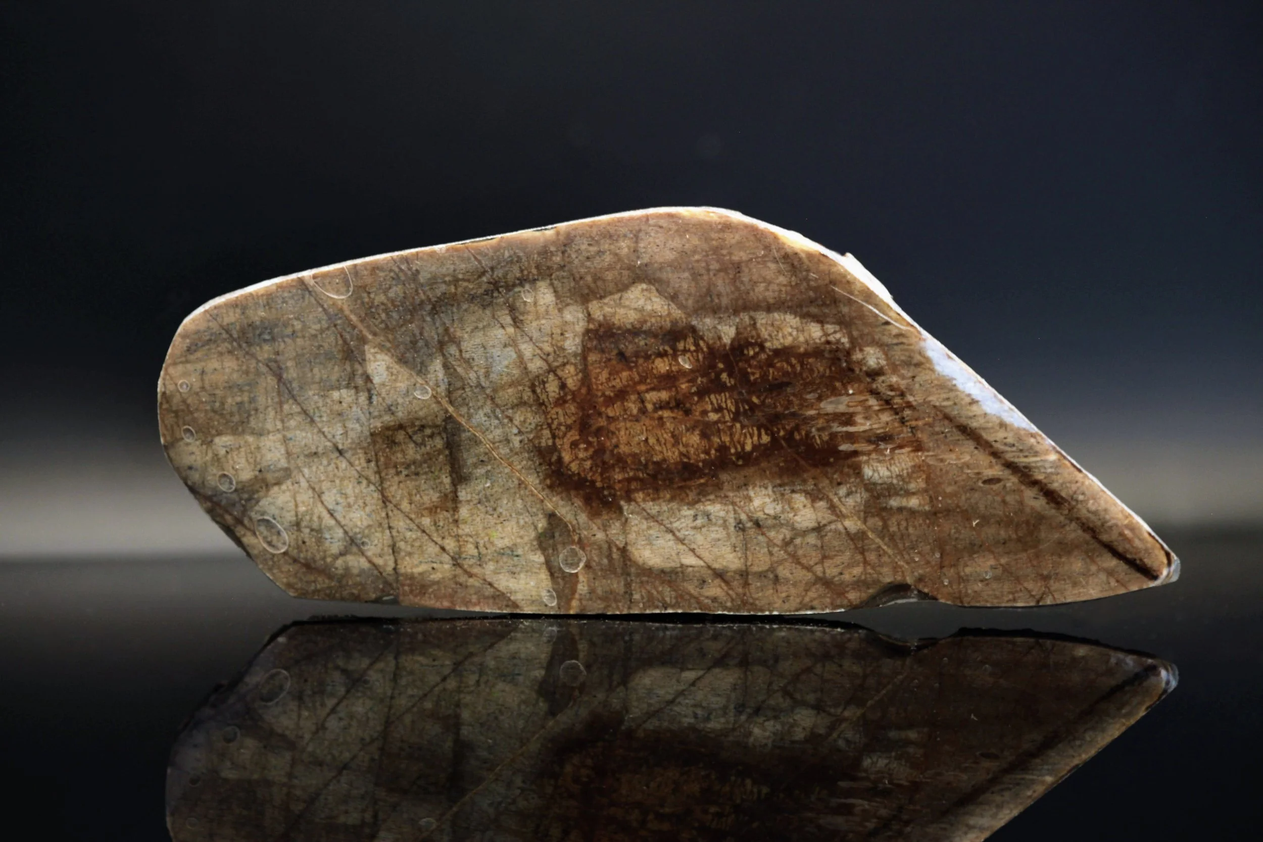 detalje af fossilt cetiosaurusmateriale med tydelig struktur og naturlige mønstre