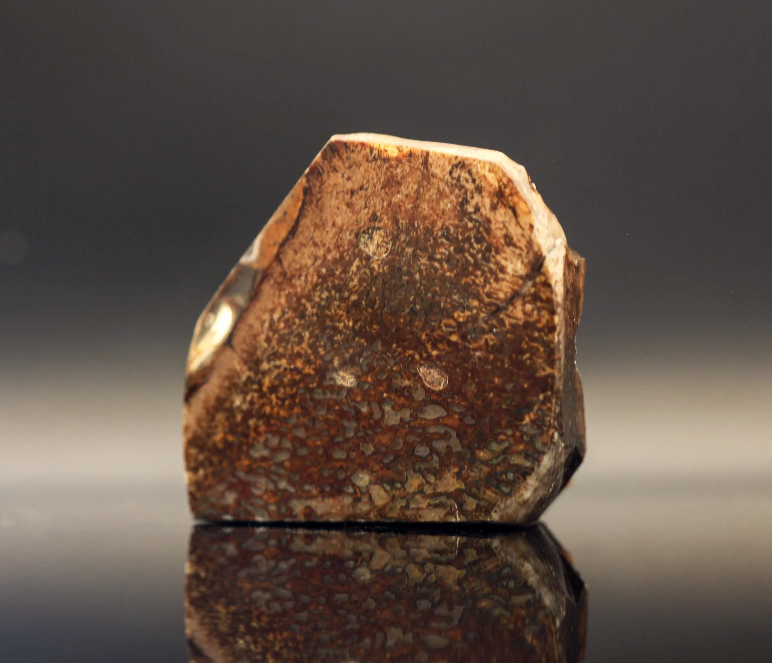 Fossil cetiosaurus med rødlige nuancer anvendt som materiale til smykkefremstilling