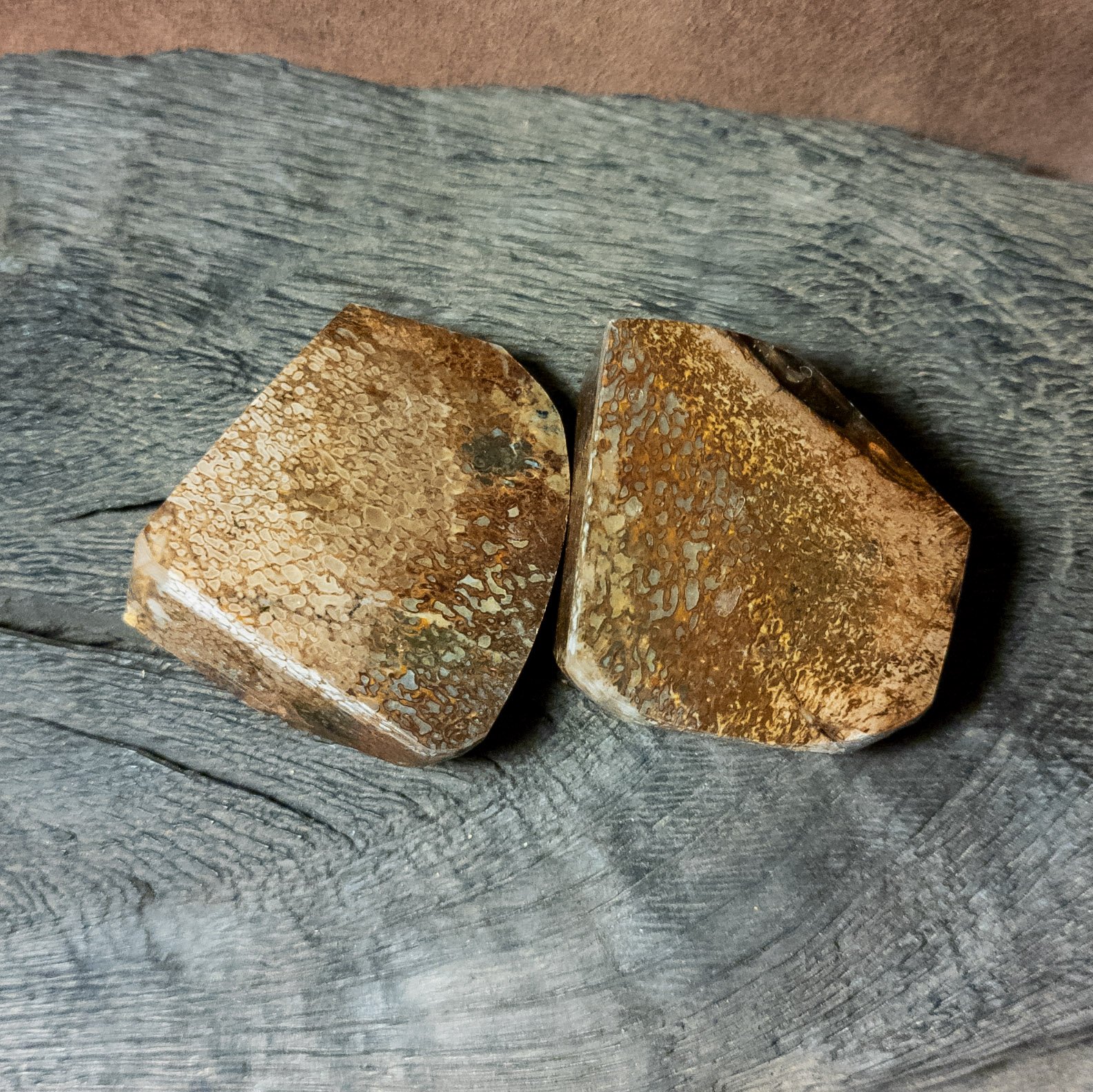 Cetiosaurus Bone