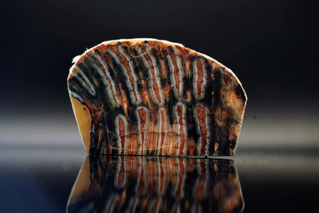 fossilt mammutmateriale anvendt som materiale i personlige smykker