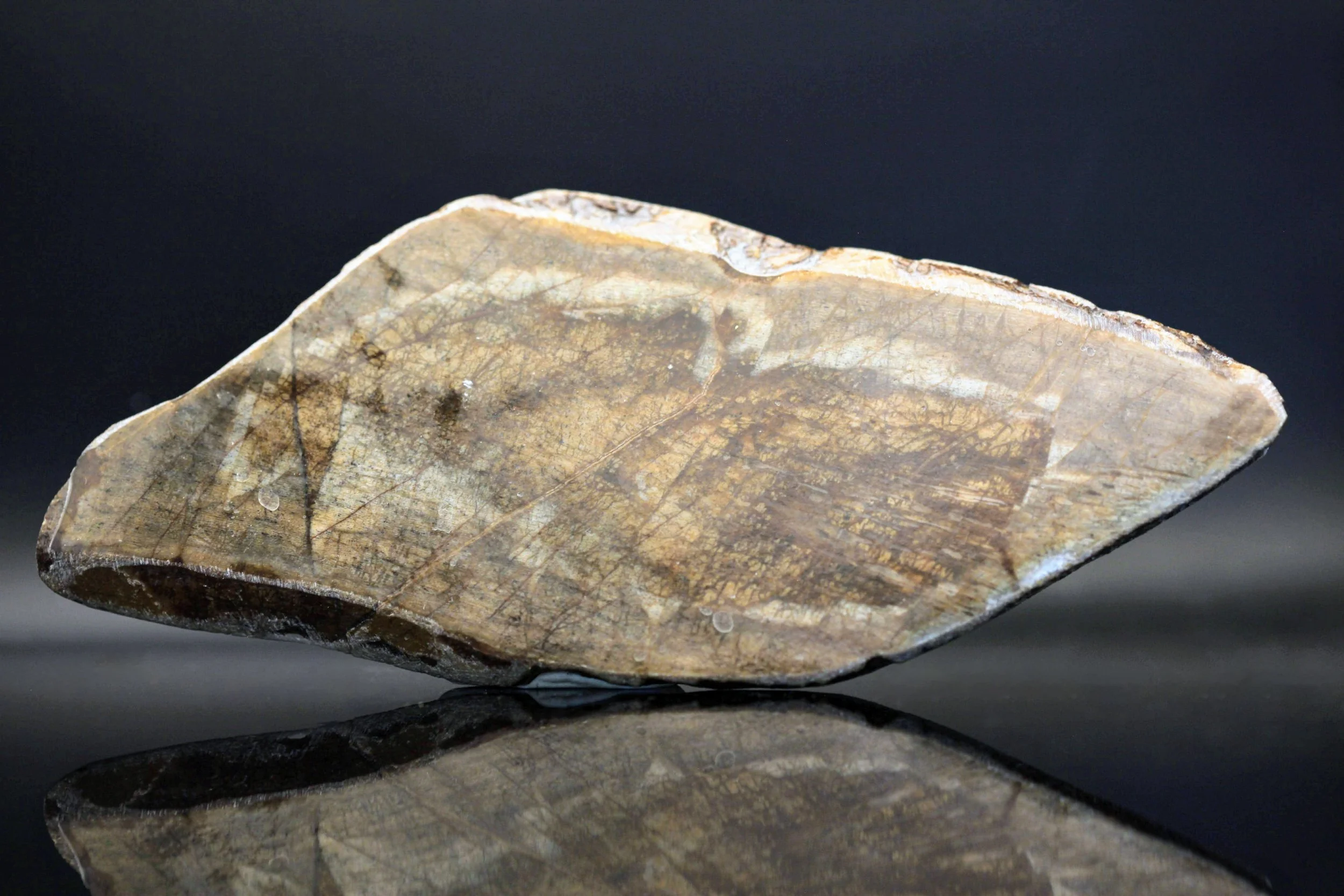 Fossil dinosaur knogle i gråbrune nuancer anvendt til smykkefremstilling