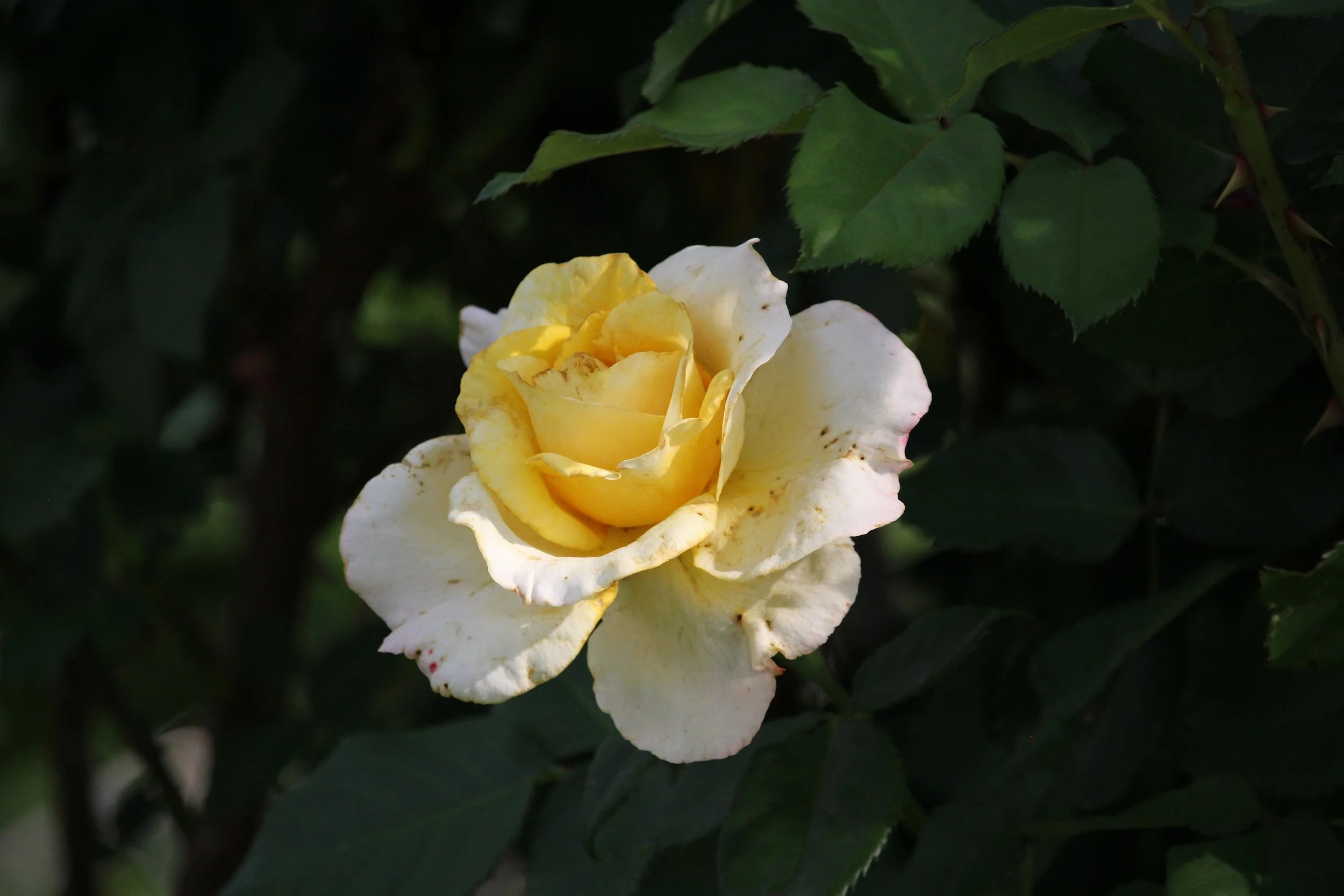 IMG_3943.jpeg