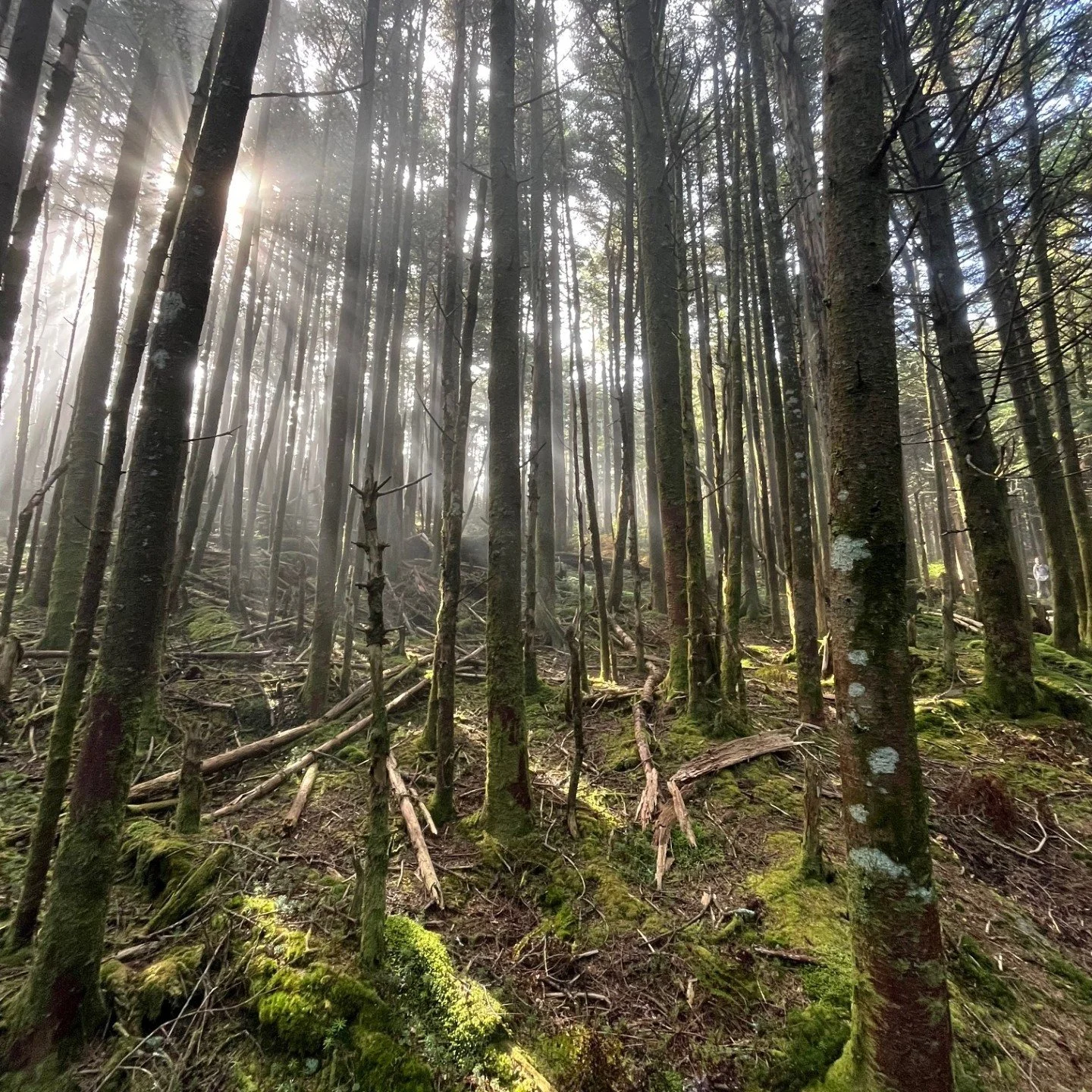 Being Well in Black Mountain, NC: Seven Healthy Ways to Keep Your 2026 New Year’s Resolutions