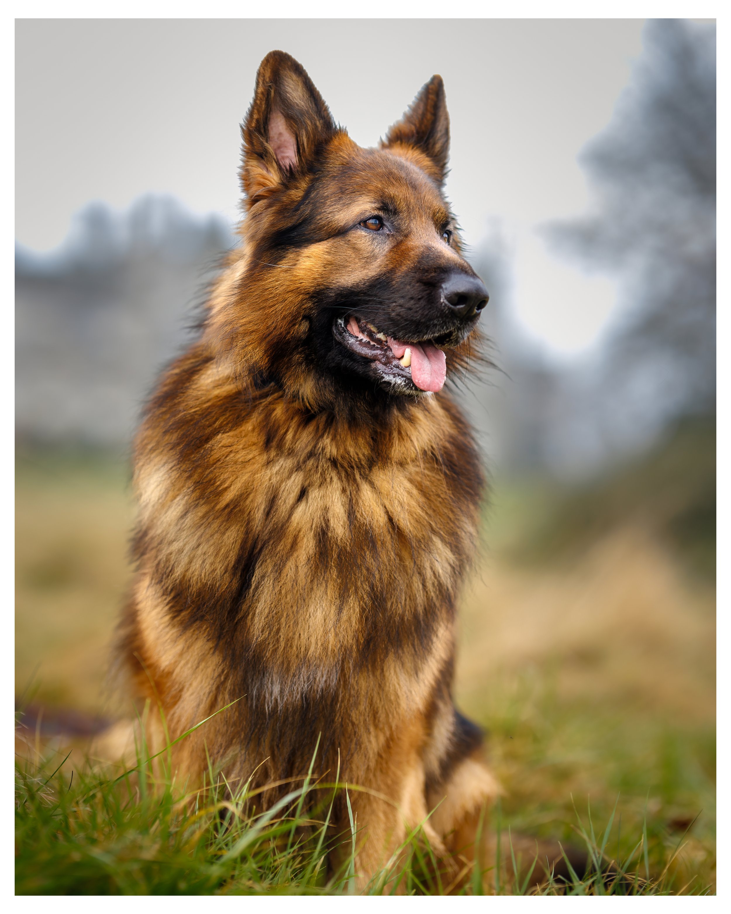 GSD.jpg