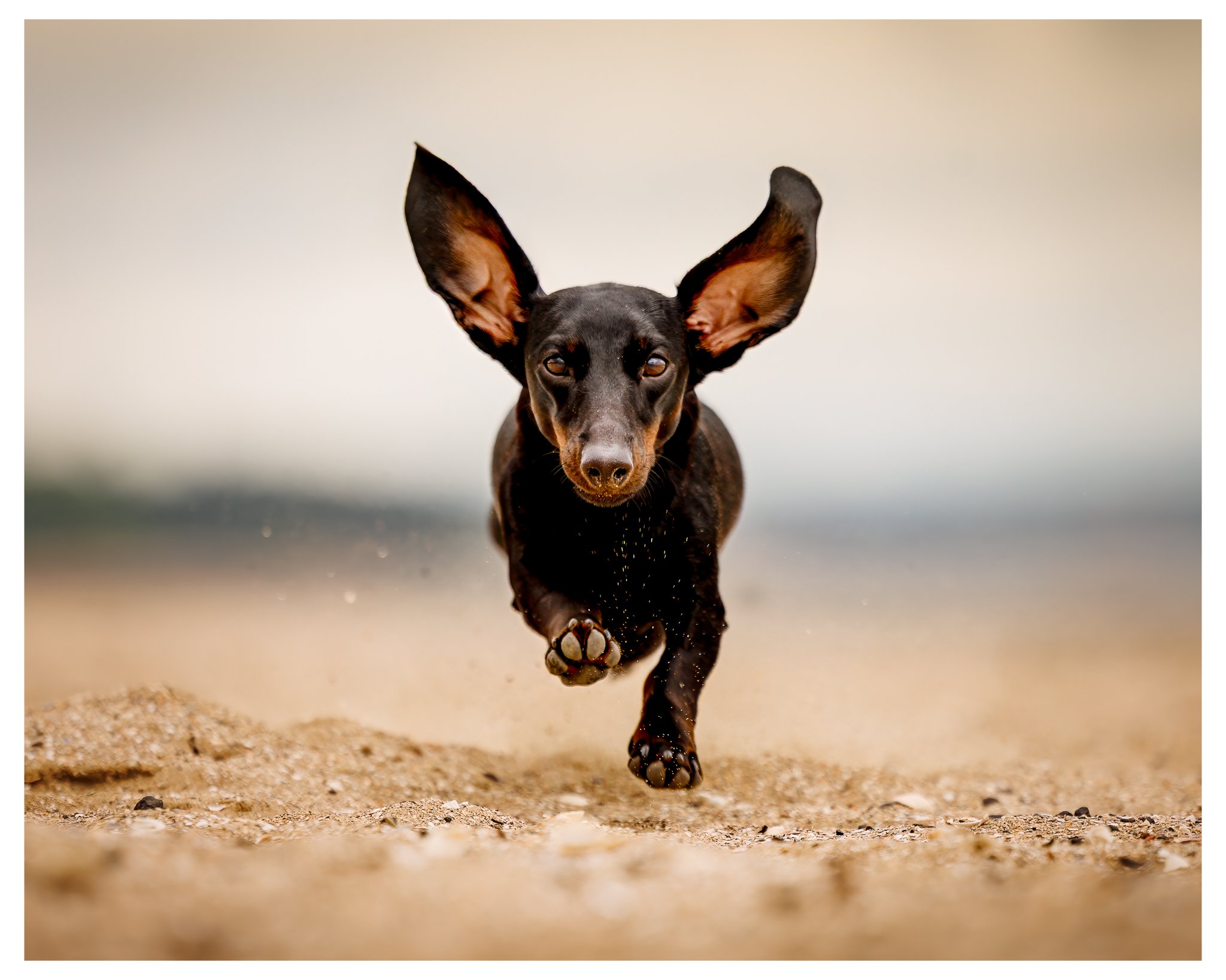 ears.jpg