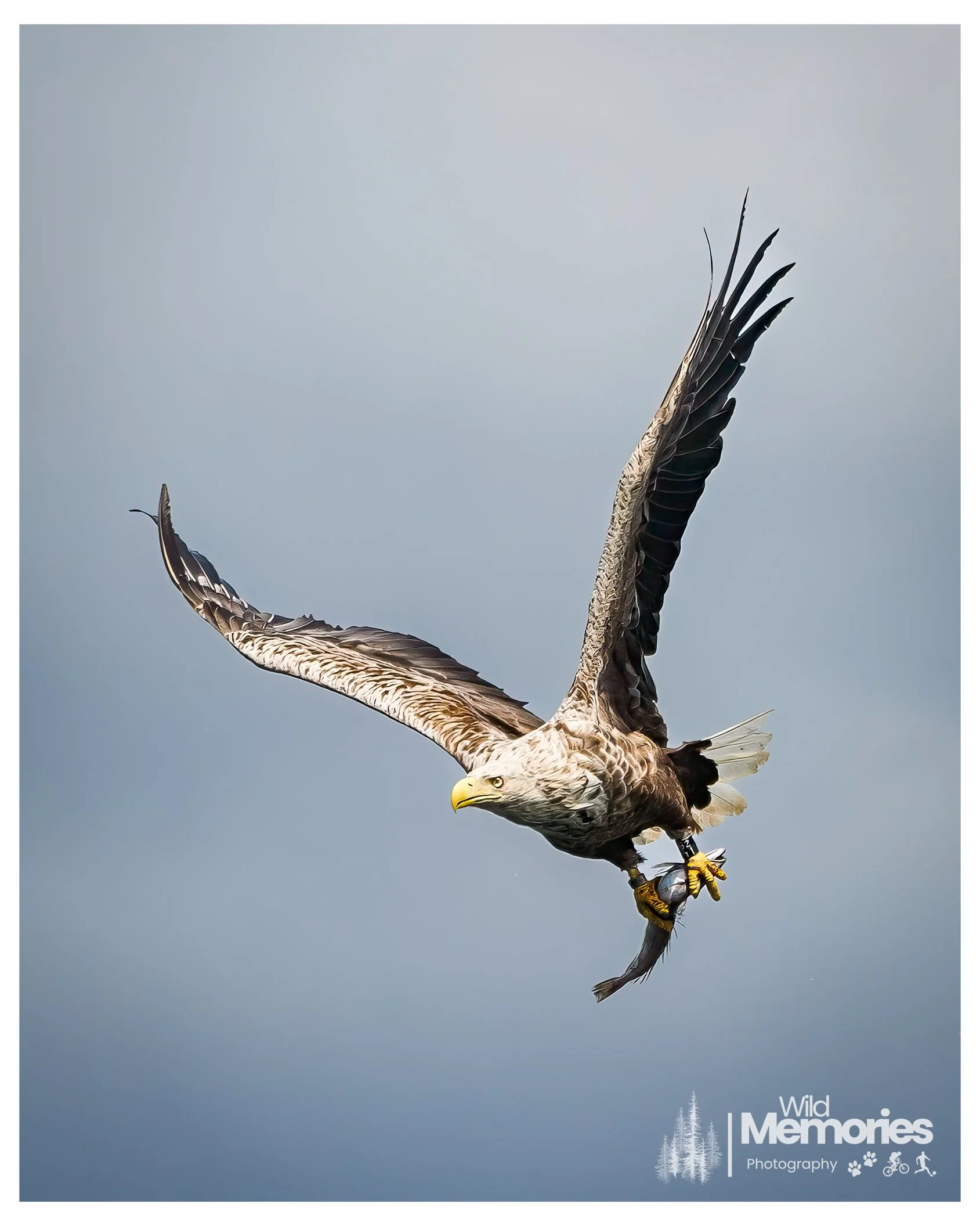 eaglefull-2.jpg