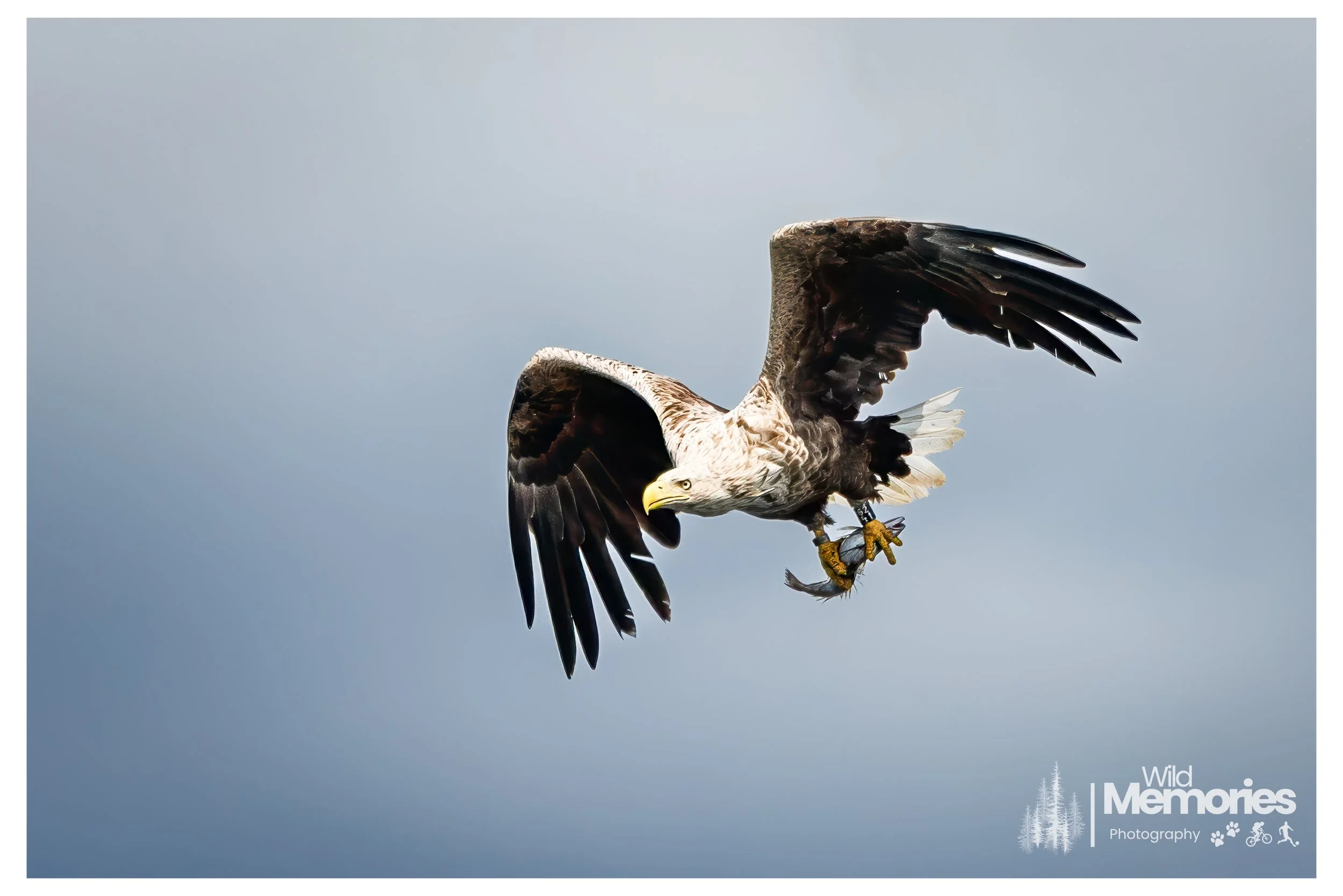 eaglefull-3.jpg