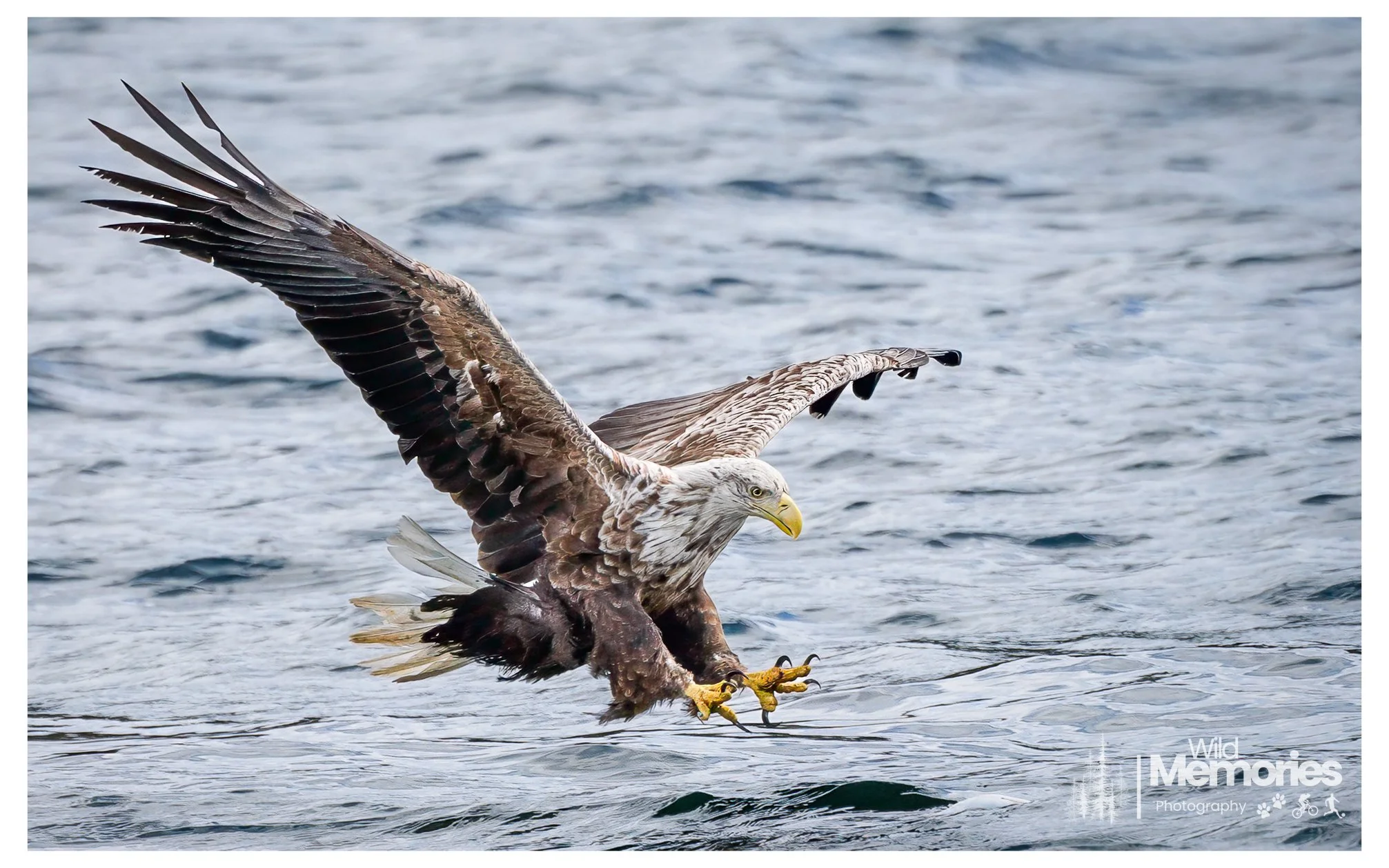 eaglefull-4.jpg