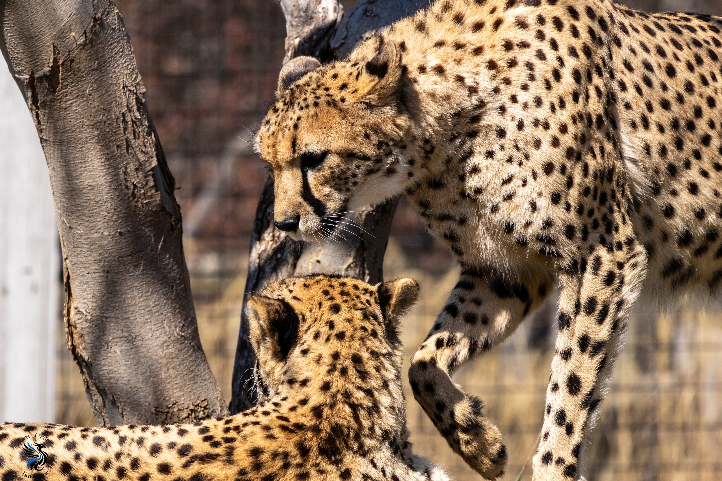 Indianapolis Zoo_ Ian Shaw-14.jpg