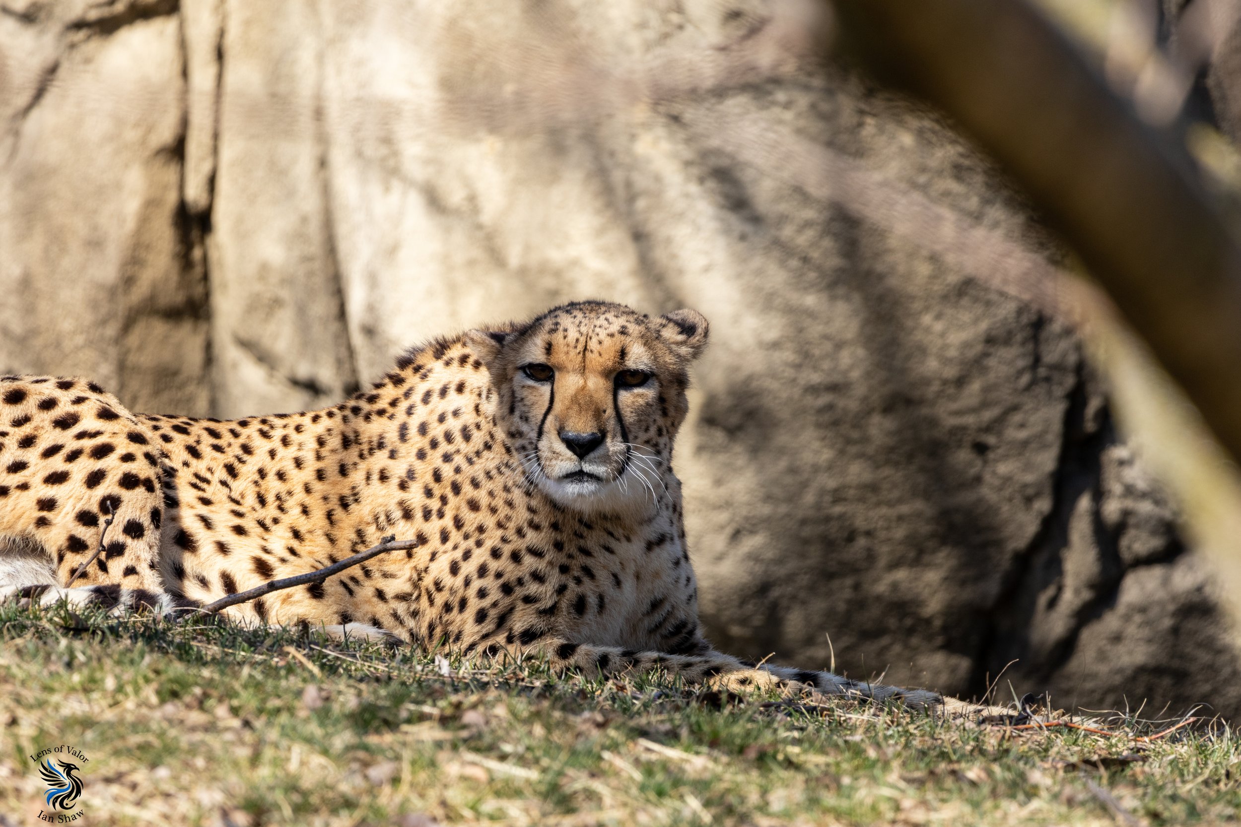 Indianapolis Zoo_ Ian Shaw-20.jpg