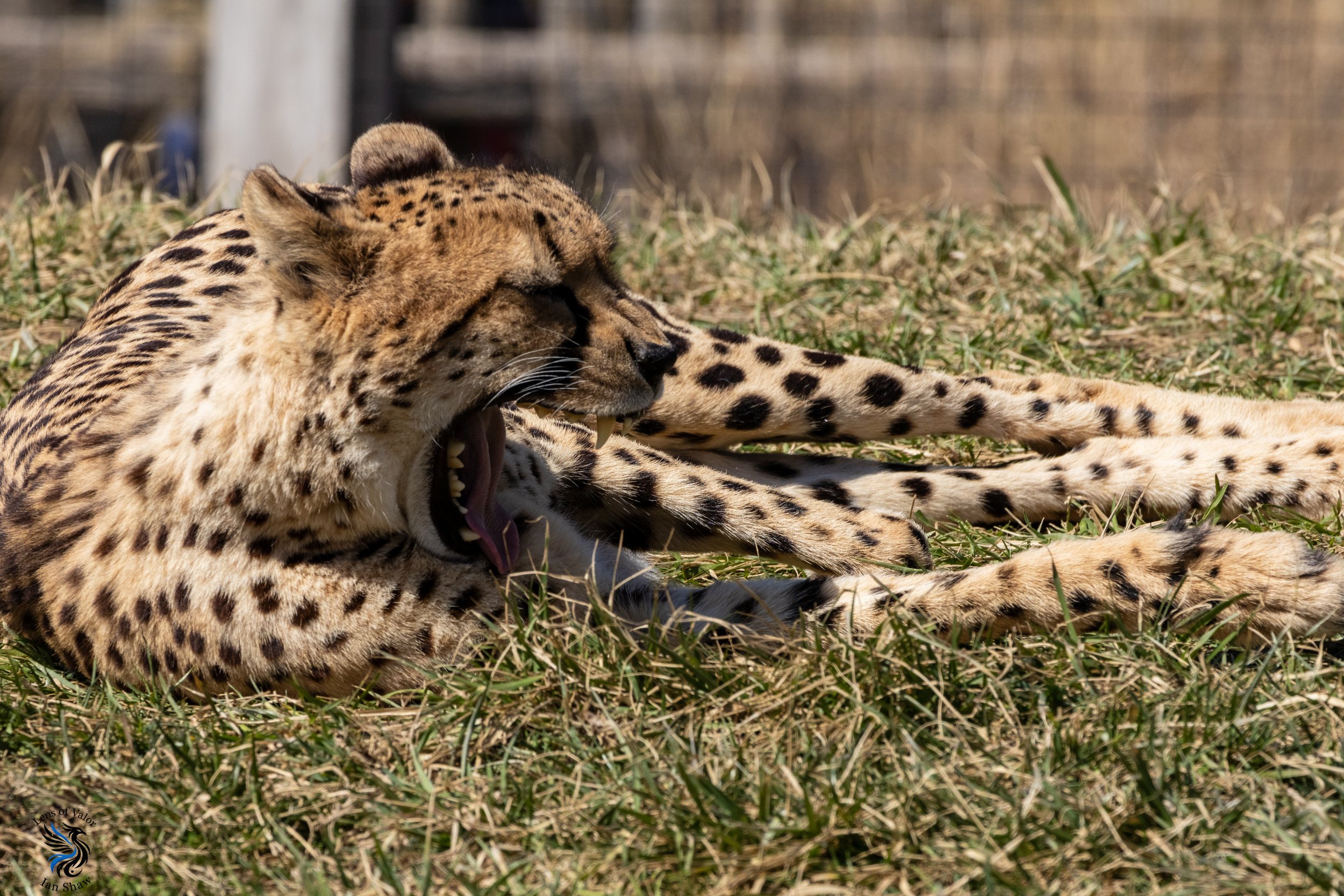 Indianapolis Zoo_ Ian Shaw-13.jpg