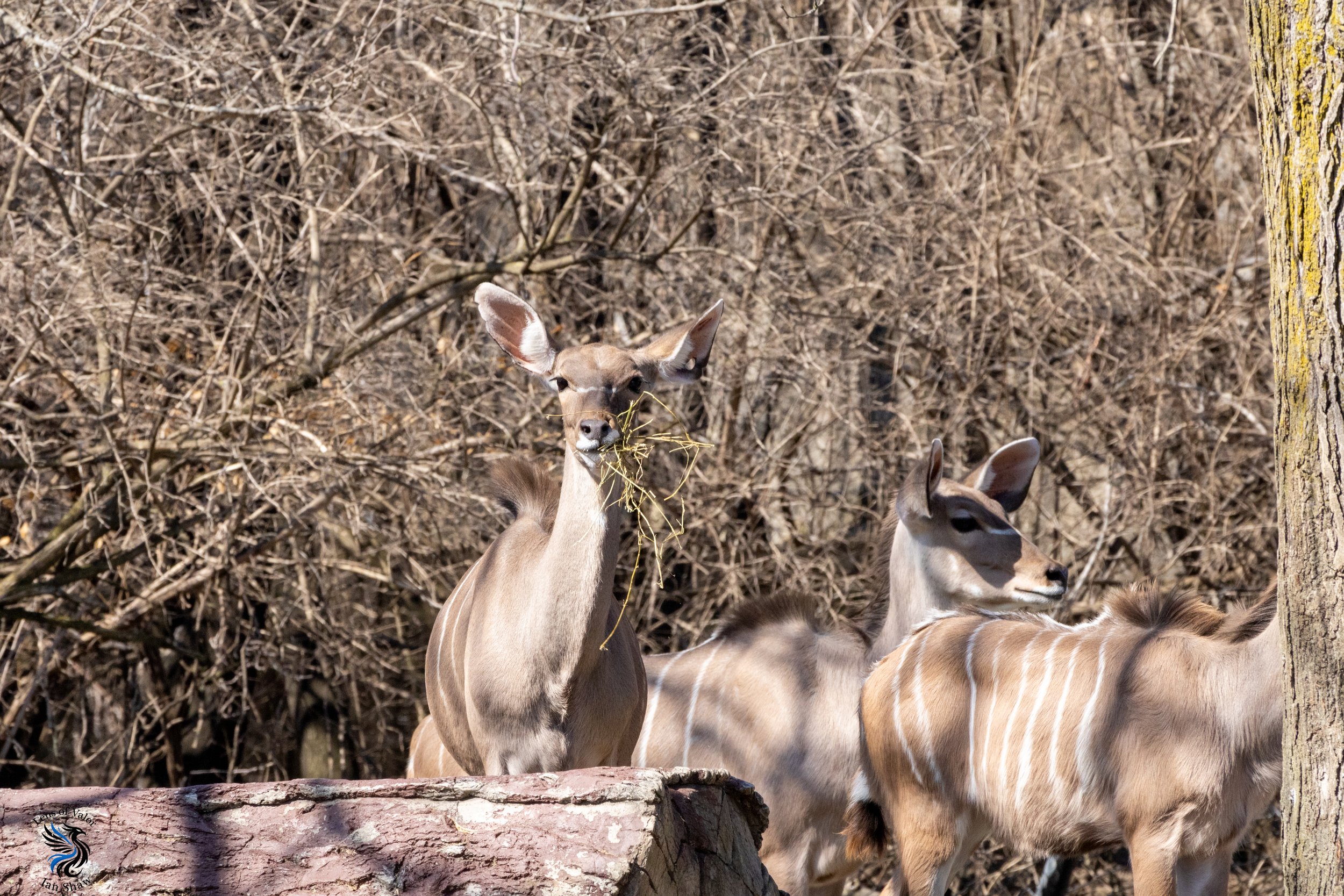 Indianapolis Zoo_ Ian Shaw-2.jpg