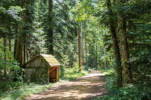 Sonnendurchfluteter Waldweg mit Schutzhütte