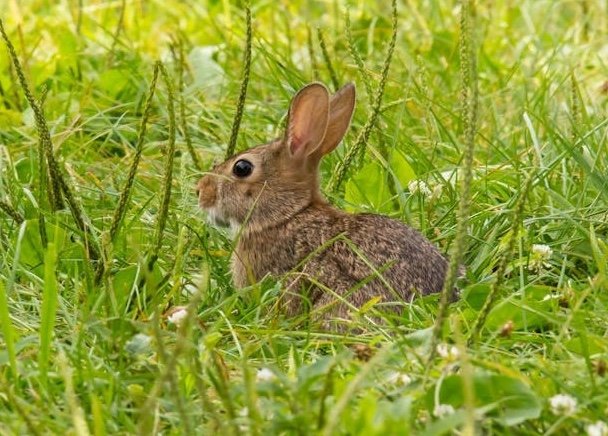 Wildkaninchen in grüner Wiese
