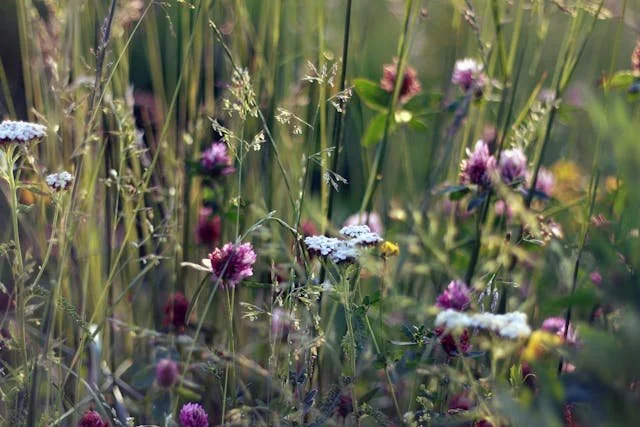 Nahaufnahme von Blumen auf einer Frühlingswiese