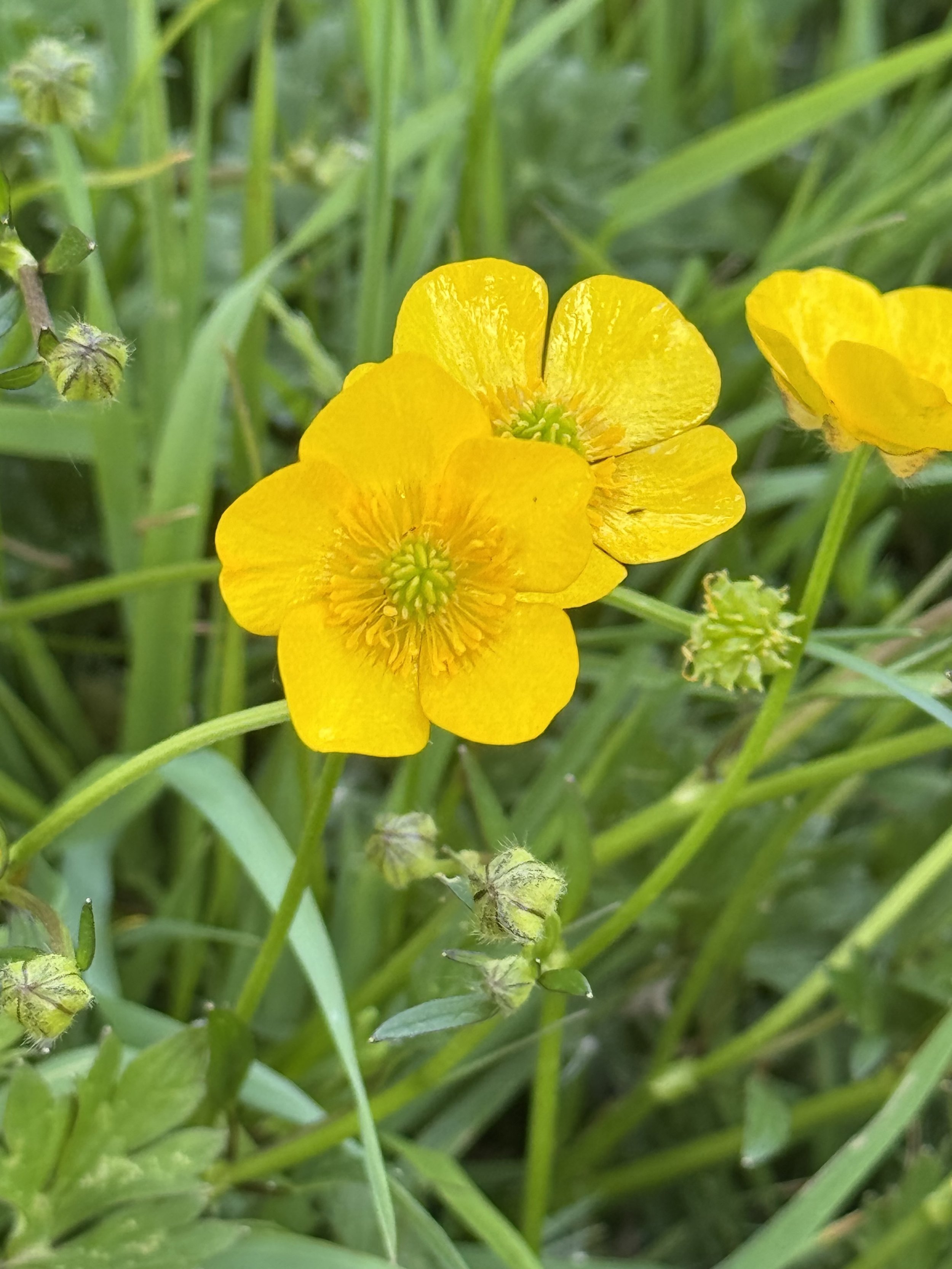 Close-up of bright yellow buttercup flowers among green grass and plant stems.