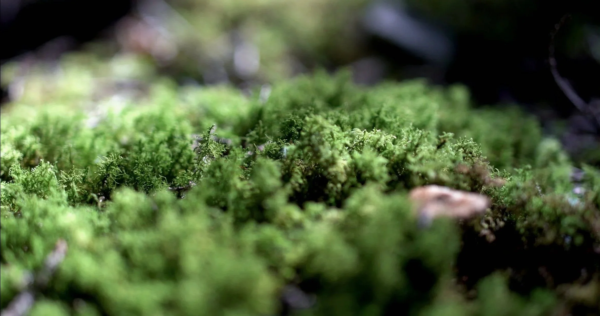 moss1.jpg