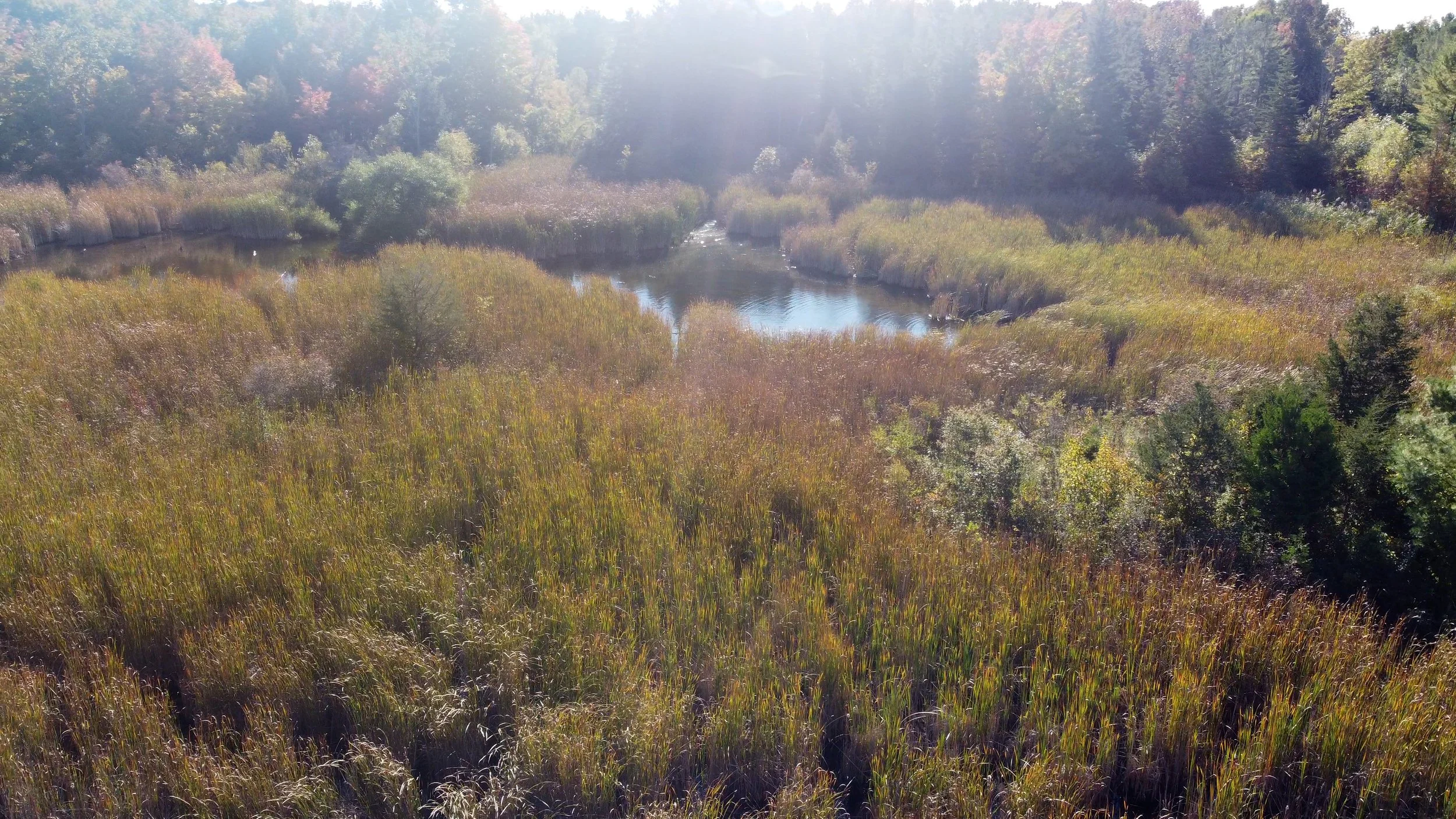 swamp1.jpg