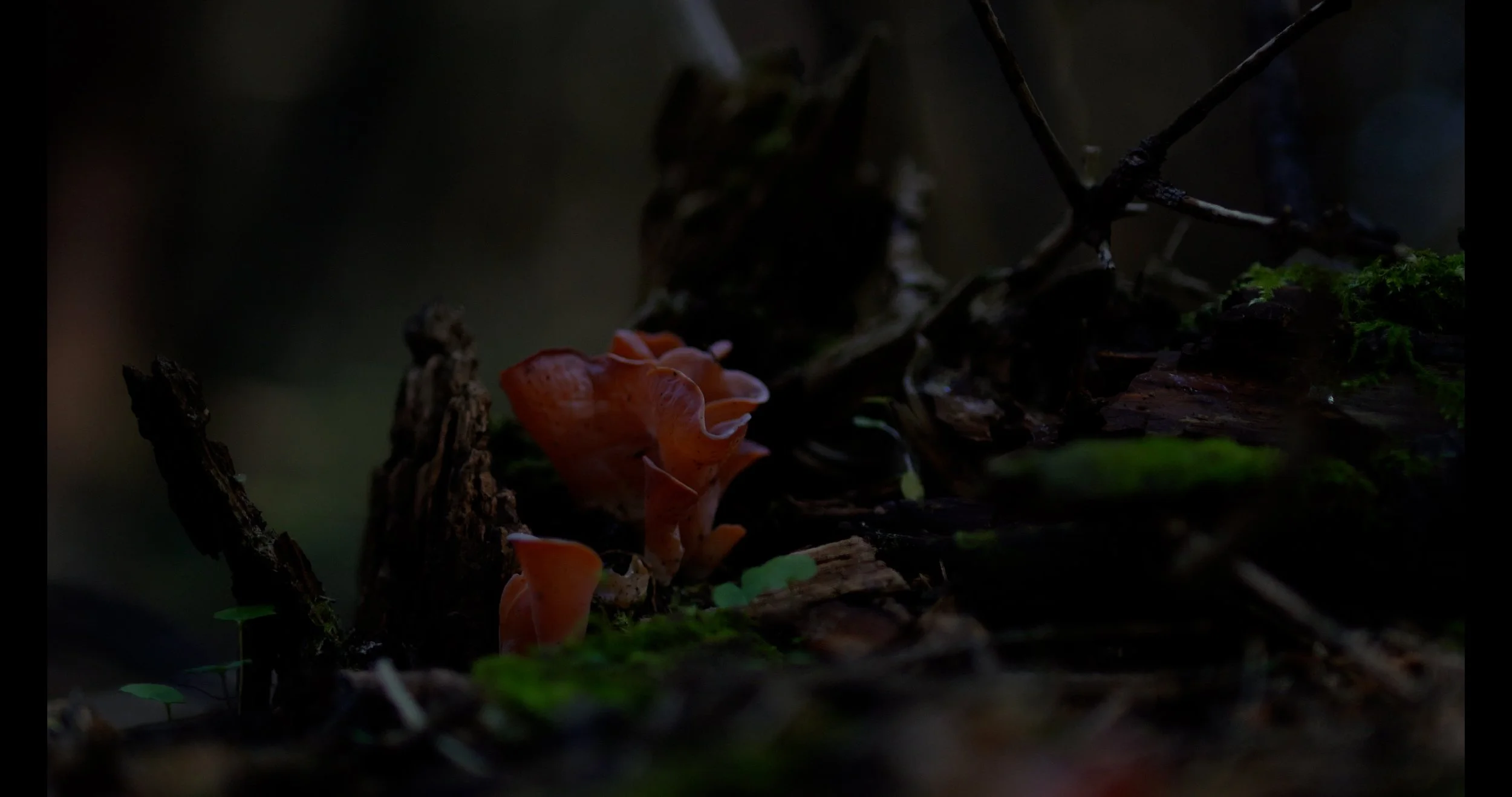 mushrooms2.jpg