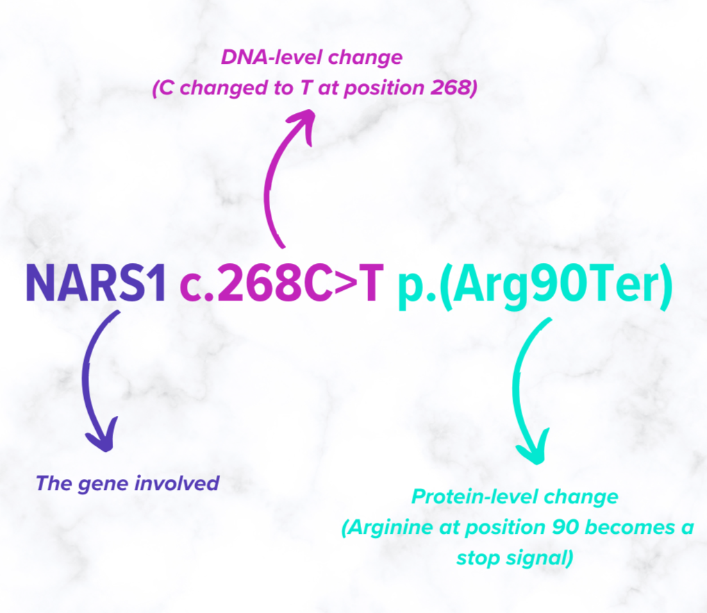 How to read your NARS1 variant on your genetic report illustration