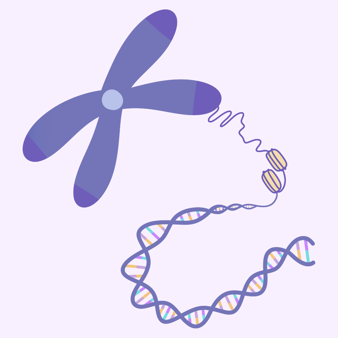 Chromosome and DNA Strand Illustration
