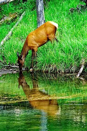 thumb_Reflets_d_un_elk_dans_la_riviere_Gibbon.jpg