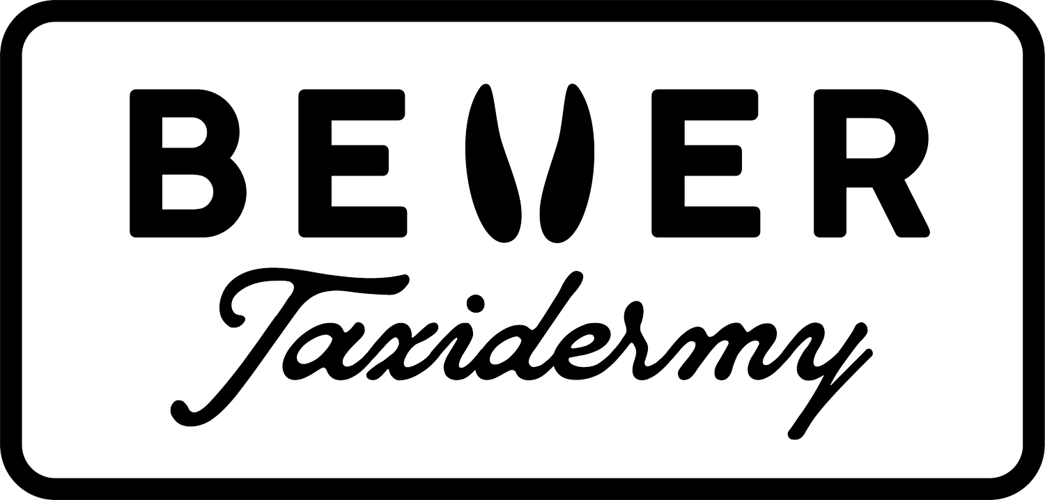 Bever Taxidermy