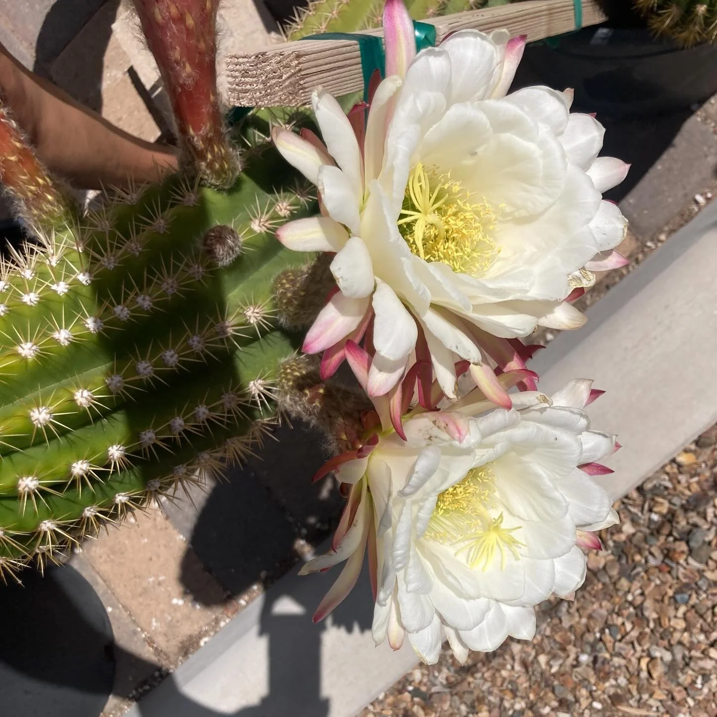 #localsupportinglocal @buttonbrewhouse visiting Tucson Cactus &amp; Koi with @rebeccamanchesterdesign @janna_in_marana Kari Whittington #withmygirls❤️ 

@tucsoncactusandkoi