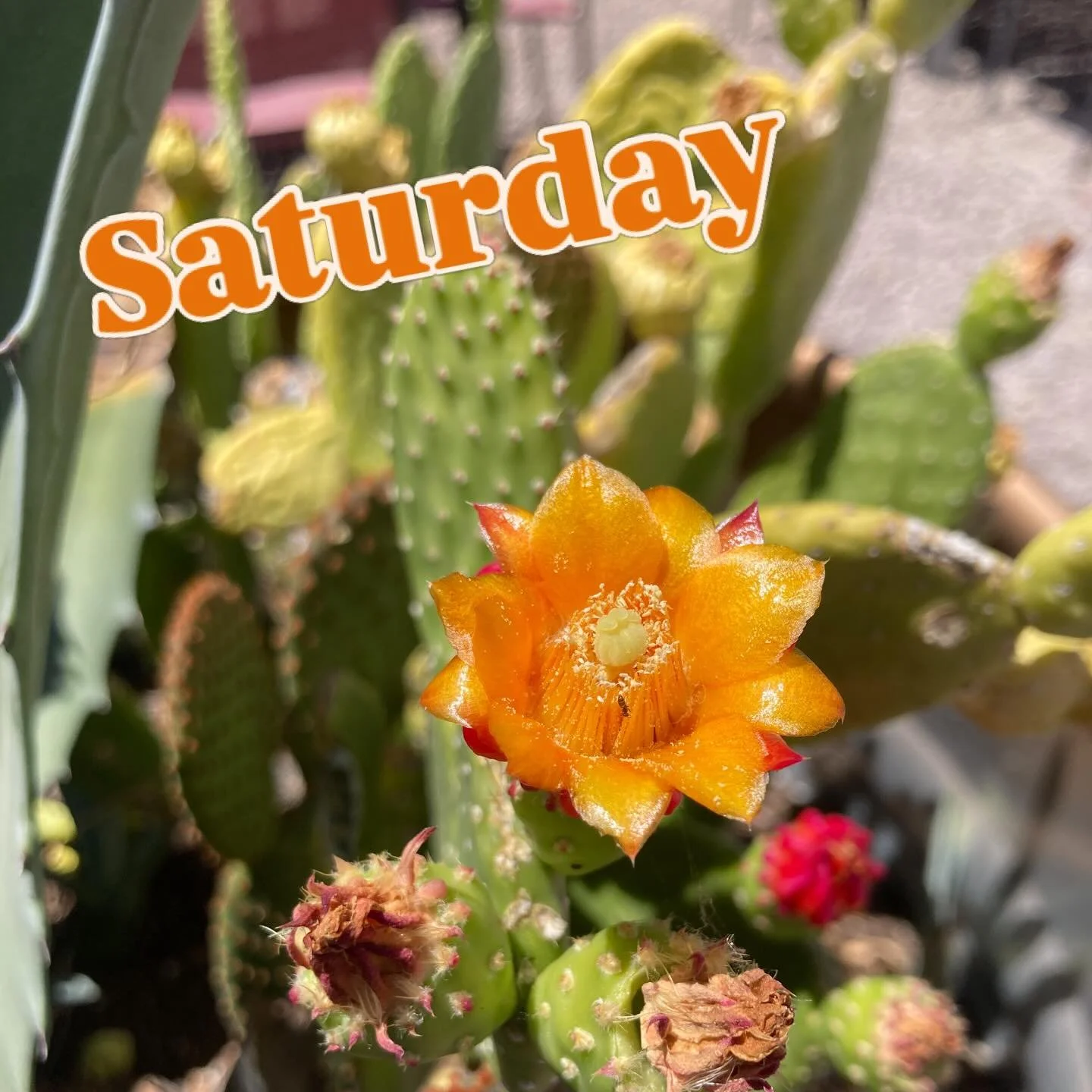 Happy May! Sat. 5/2/26
Open 12-10pm
Hoppy Hour 12-5pm
11am Bike Beer Ride
3pm Food: Brazilian Delights
3pm Music: Nate Westbrook

with Adrian and Kelly