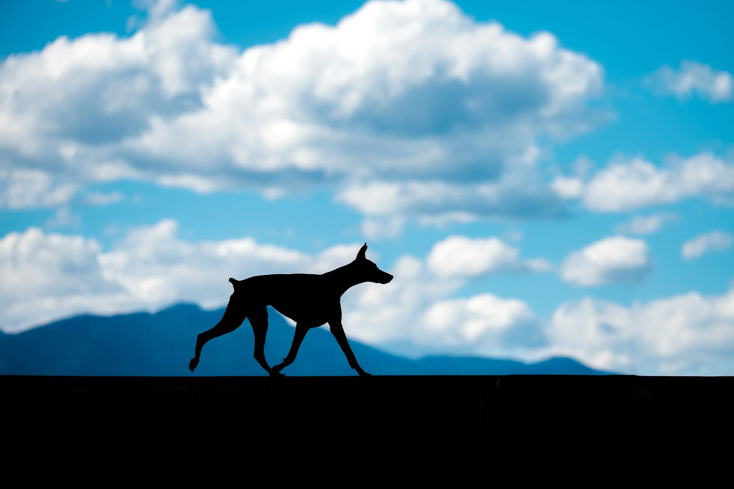 Doberman Silhouette-1.JPG