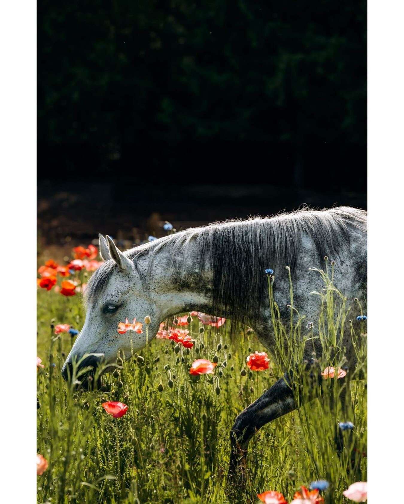 Amongst the wildflowers 🌹at Island Arabians
.
.
.
#arabianhorse #nikoncanada #equinephotographer #horsecanada #horsepower #finearthorsephotography