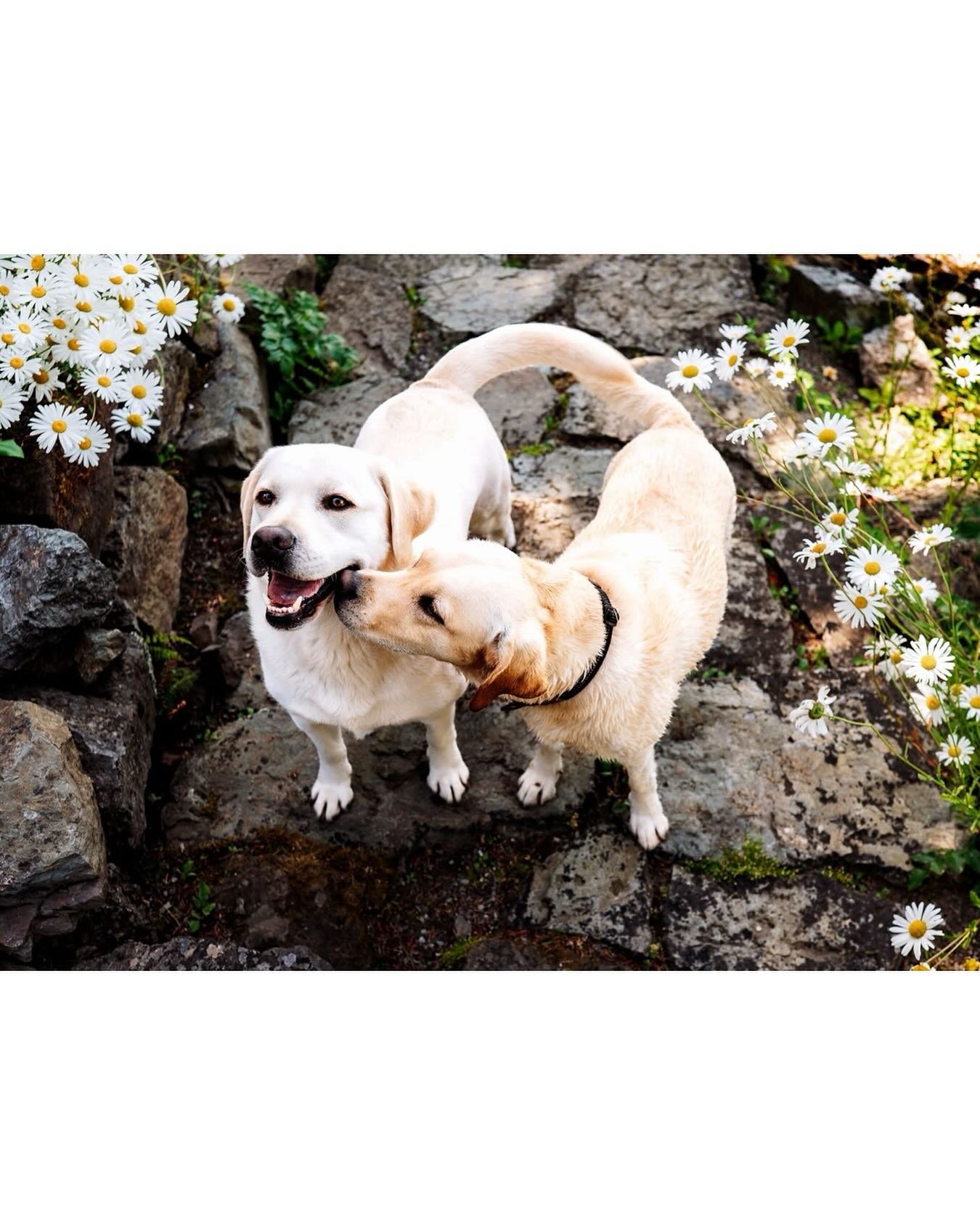 I always have to steal my kisses from you... 
.
.
.
#labradorretriever #dogsofinstagram #petphotographer #dogdays #labrador