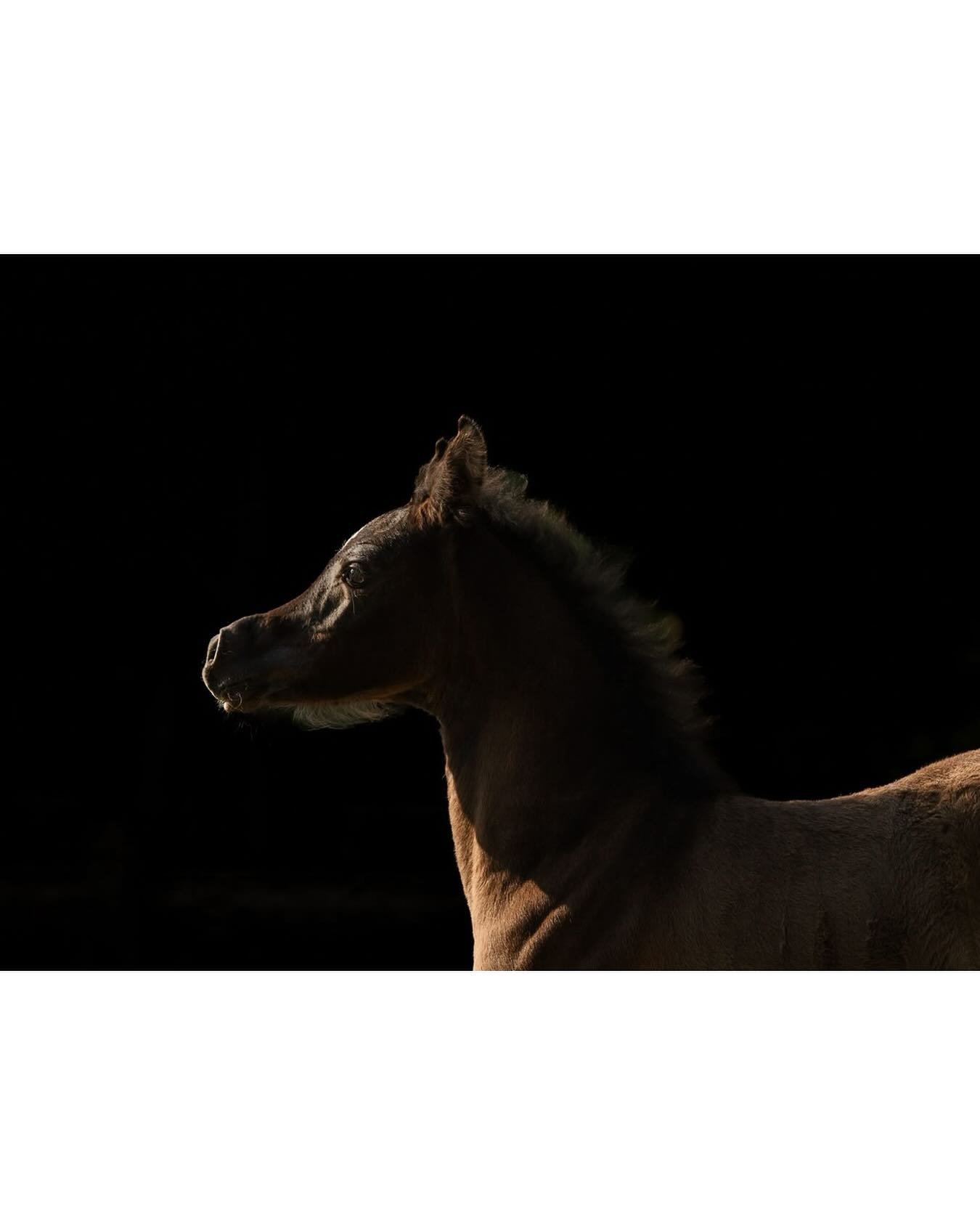 I had the best evening up at Kingburne Farm last night photographing three gorgeous foals! I have so many fabvourites and more to share soon. Here is miss Gwenivere at one month old! 
.
.
.
#foal #arabianfoal #arabianhorse #victoriaequinephotographer
