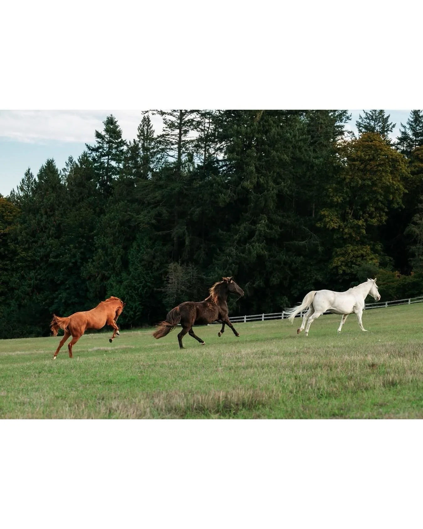Fall field run with three happy horses!
.
.
.
#horsecanada #happyhorses #fieldrun #horselove #equinephotography #nikon