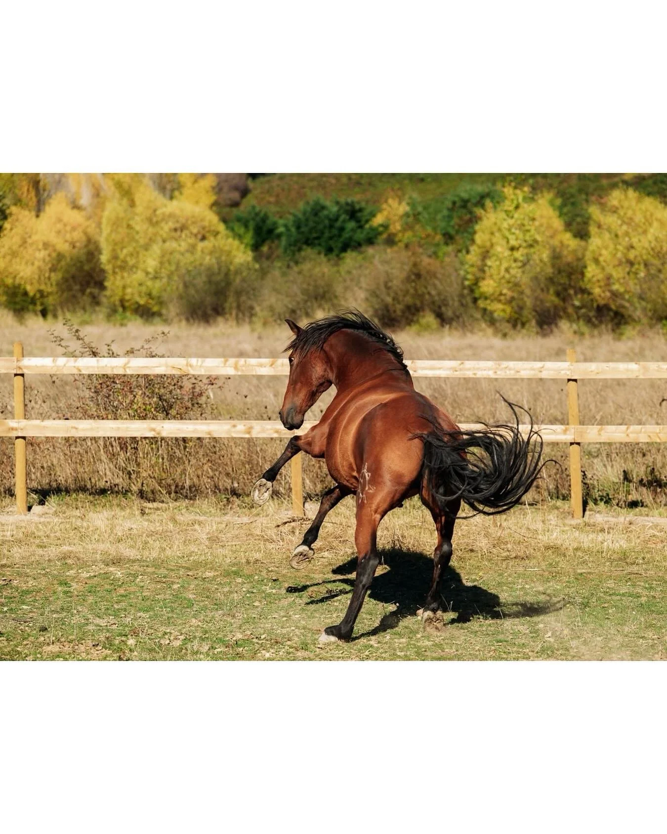 Playfulness is in the air this fall! 
.
.
.
#horsesofinstagram #andalusianhorse #derrinbergfarm #playfulhorse #fallvibes