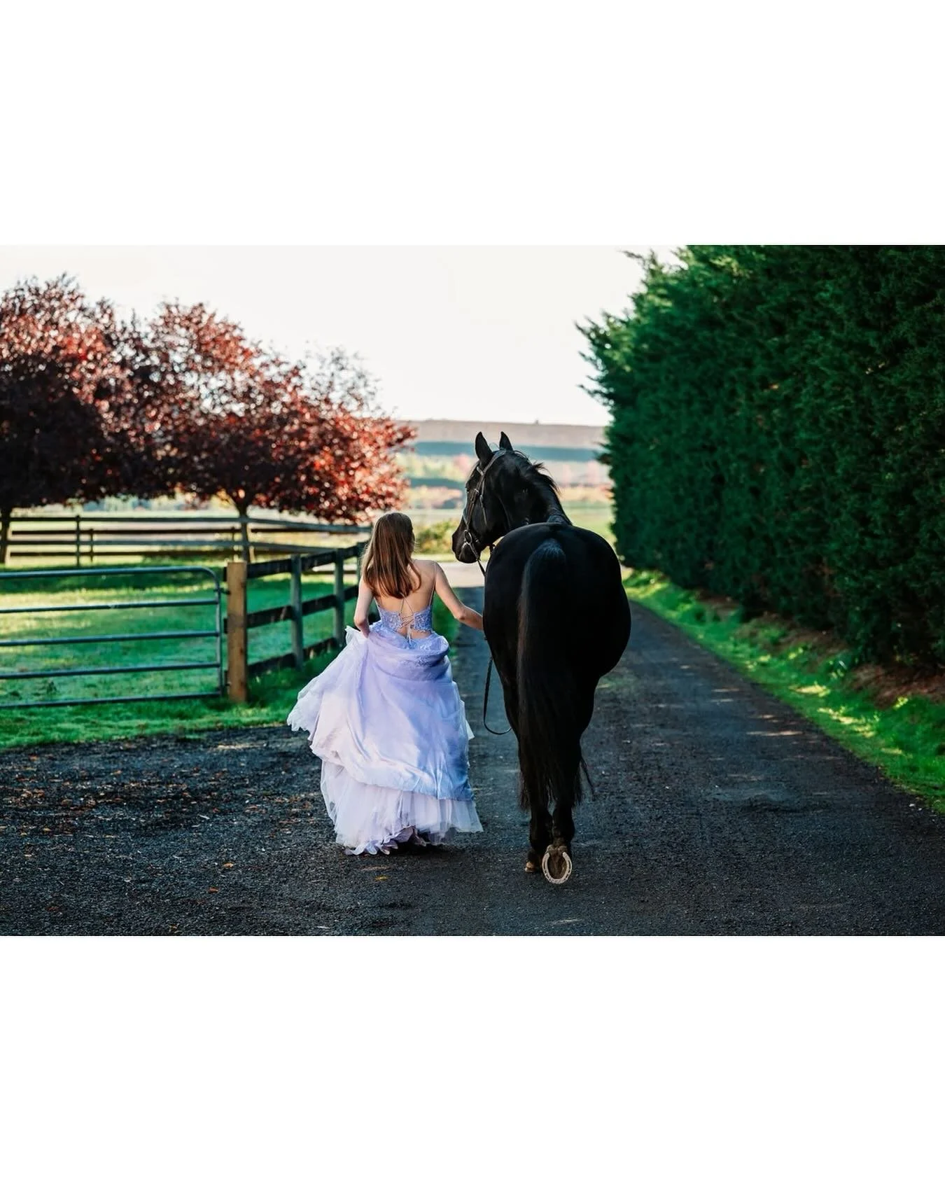 Any day is a good day to throw your grad dress back on! ❤
.
.
.
#grad #equine #horsephotography #victoriaequinephotographer #showjumpersofinstagram #nikoncanada