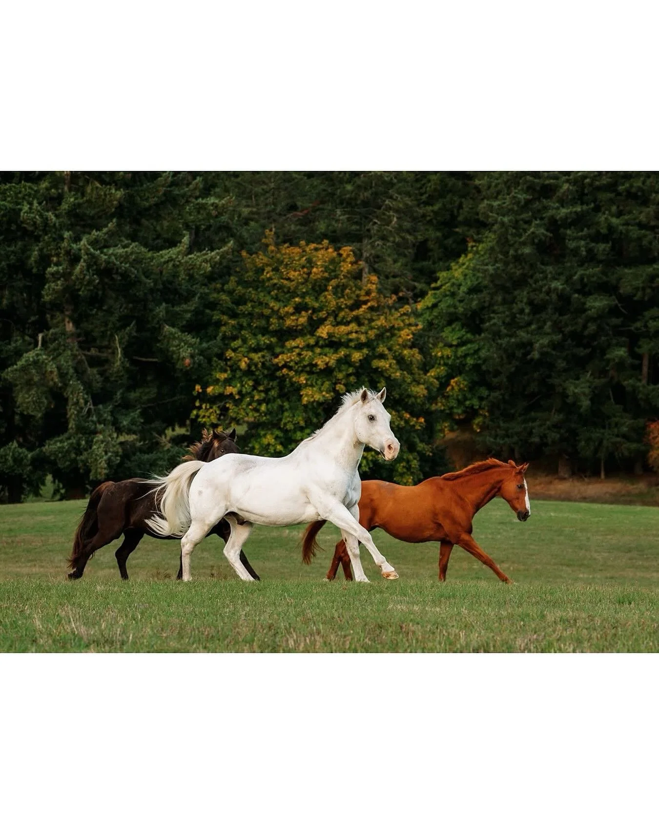 These three in the beautiful fall colours.
.
.
.
#horses #equinephotography #horsecanada #nikonphoto #victoriaequinephotographer