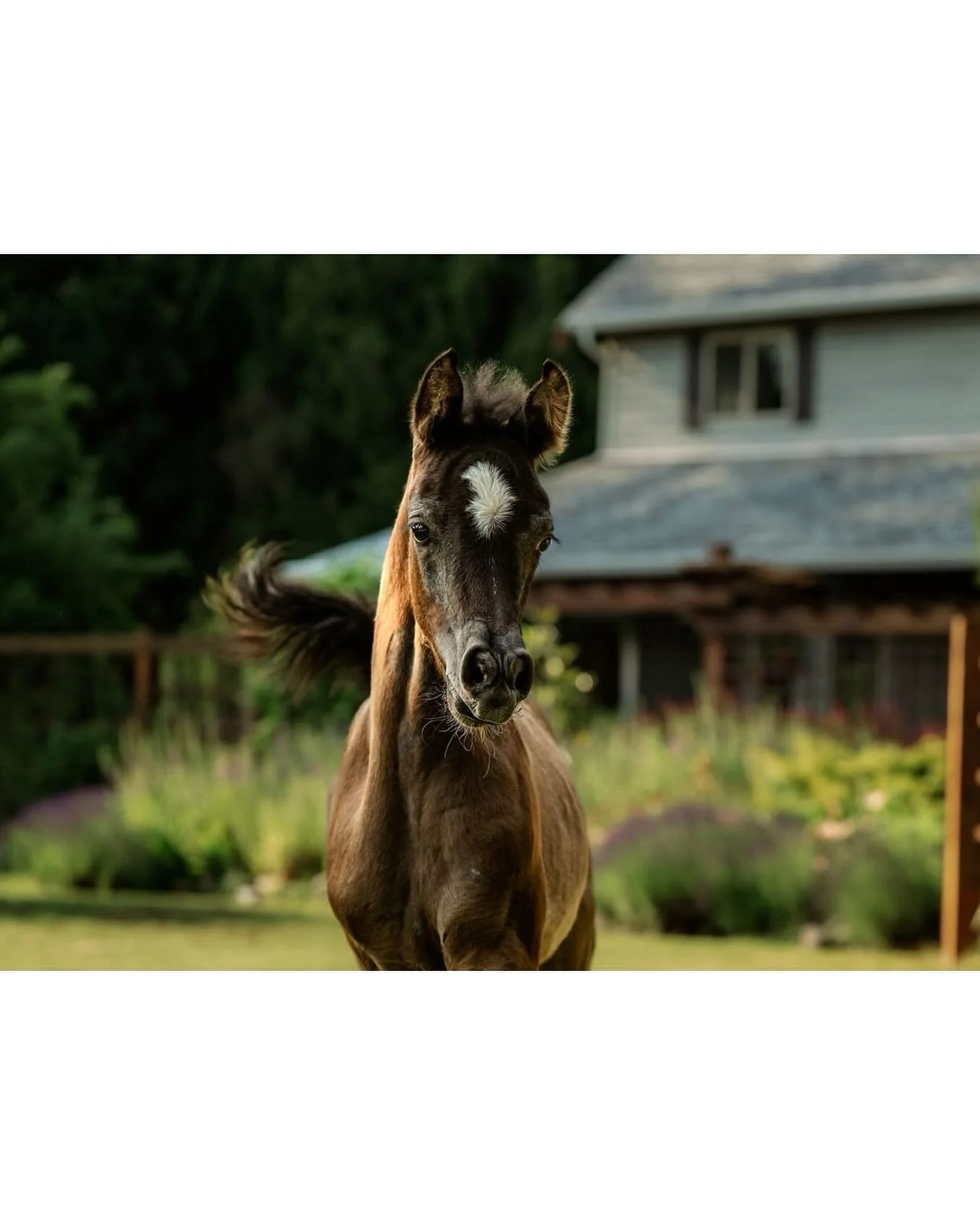 Just love her expression!
.
.
.
#foal #kingburnefarm #arabianhorse #equinephotography #nikon