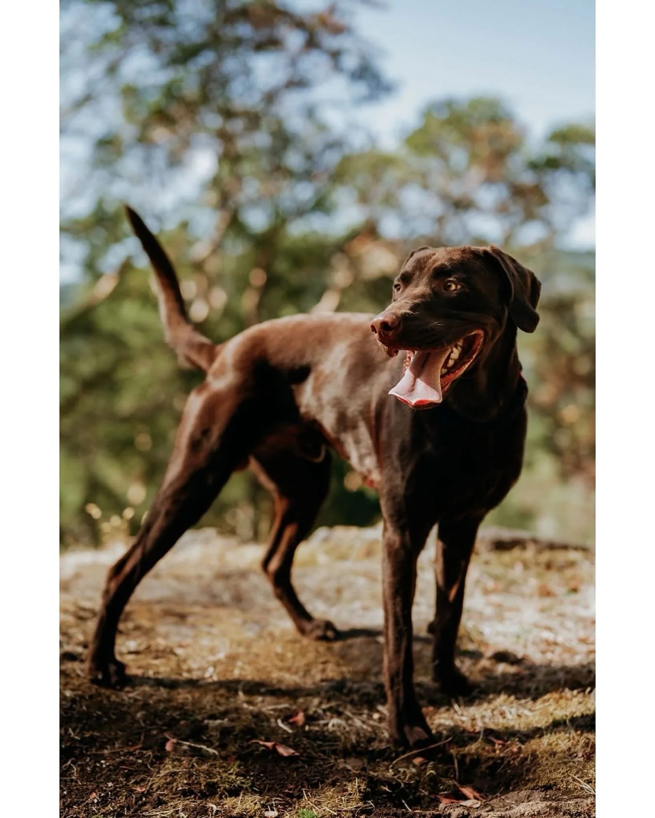 Happy 1st Birthday to our boy Vinnie! He&rsquo;s actually been challenging to photograph because he doesn&rsquo;t stand still for every long ever! And then as soon as I crouch down he wants to snuggle and runs at the camera. He is such a love, full o