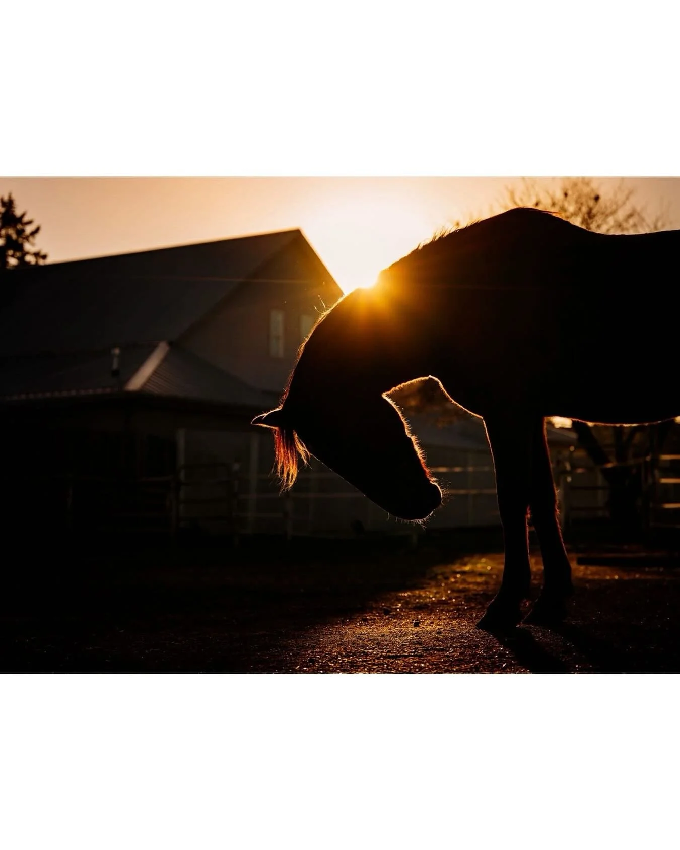 Throwback to last November when I snapped this sunset photo of the gorgeous Jalisco! 
.
.
.
#sunset #horsesofinstagram #equinephotographer #nikonphotography #clickcommunity