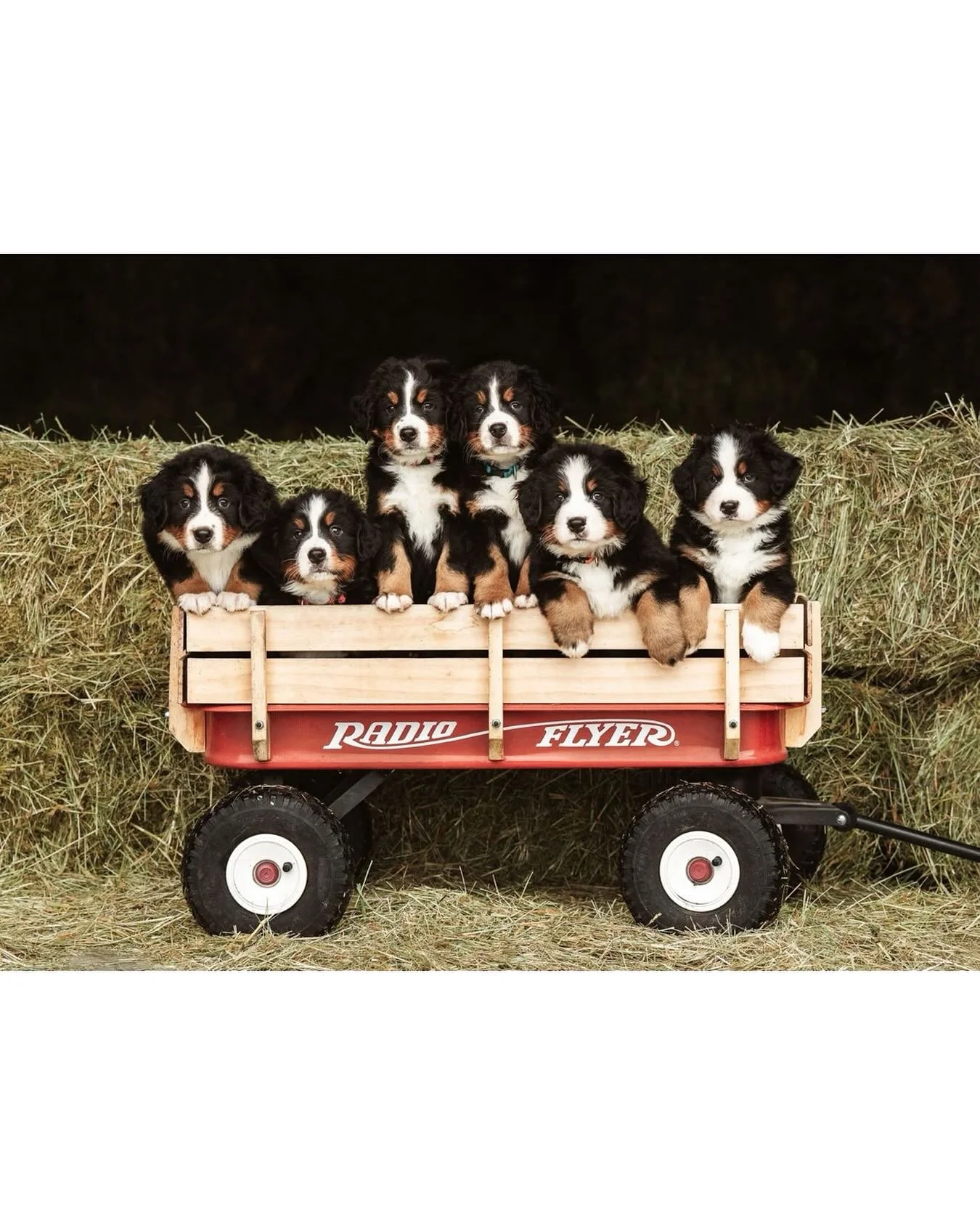 Cuteness overload from this morning&rsquo;s session! Yes they all do have homes otherwise one may have ended up coming back with me!
.
.
.
#bernesemountaindog #bernesemountaindogpuppy #puppylove #dogsofinstagram #radioflyer #victoriapetphotographer #