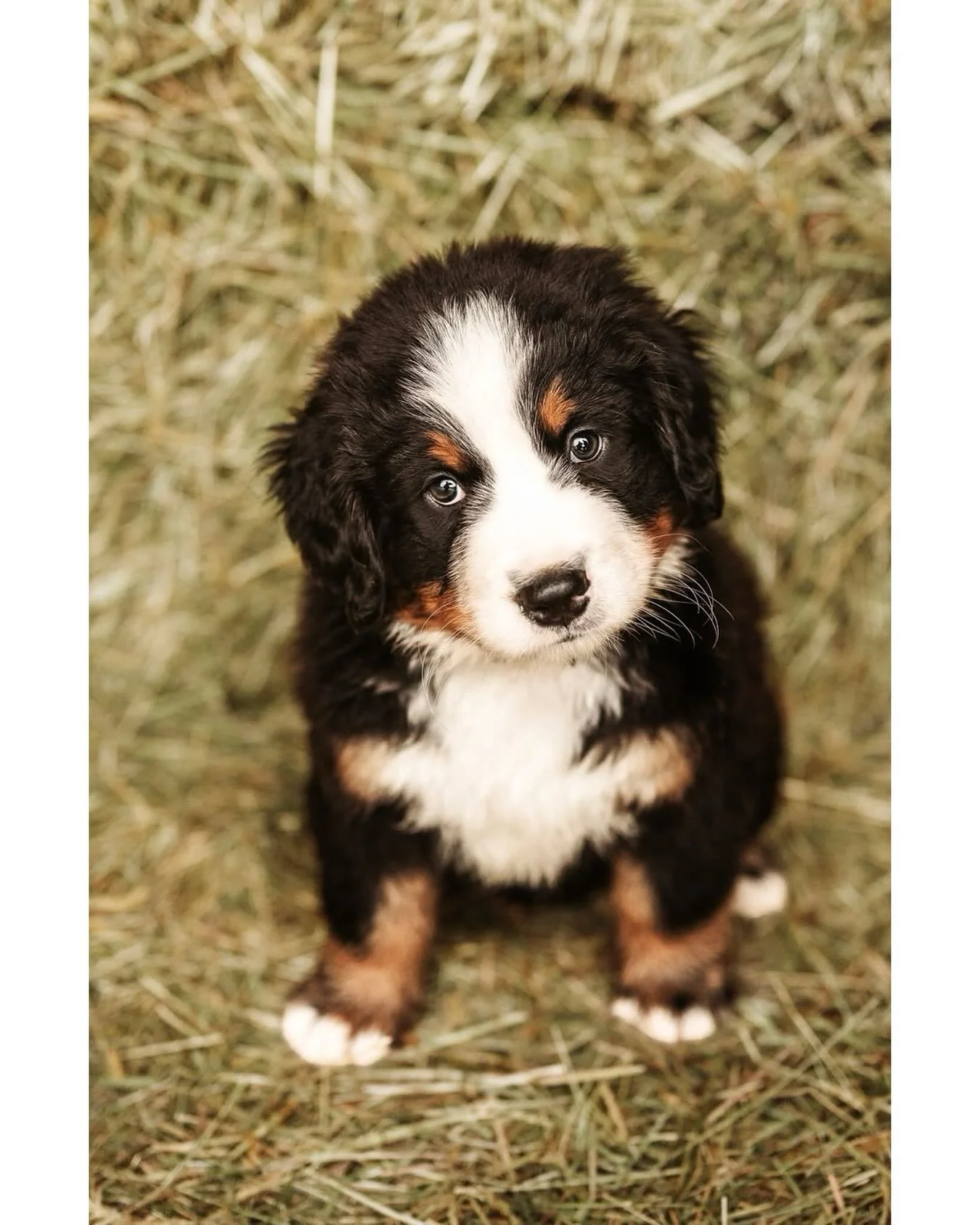 Just the cutest of pups! 
.
.
.
#bernesepuppy #dogdays #dogsofinstagram #puppydays #victoriapetphotographer