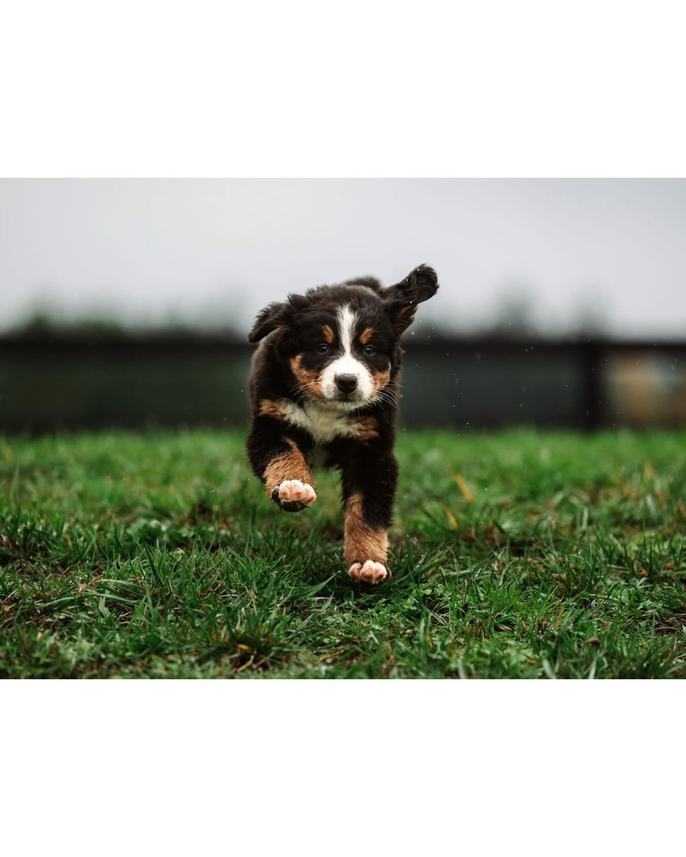 A little rain wasn&rsquo;t enough to slow this one down!
.
.
.
#bernese #puppyplay #dogsofinstagram