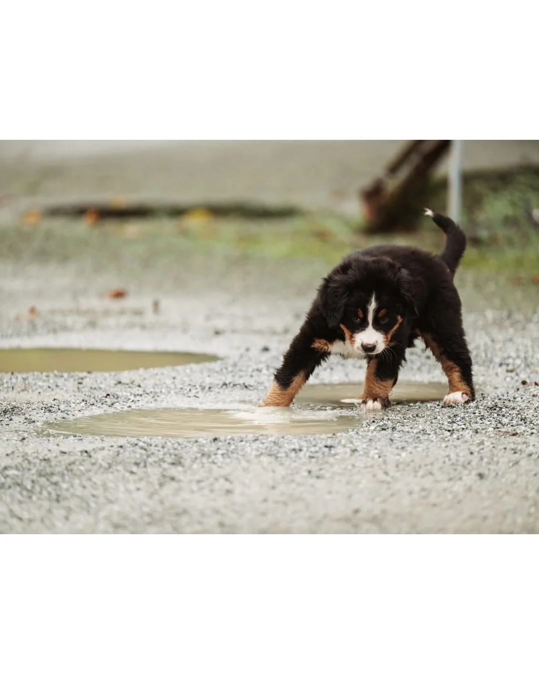 Swipe through for the full puppy experiencing a puddle for the first time experience! 😅
.
.
.
#karlenafarms #puppyplay #puppylove
