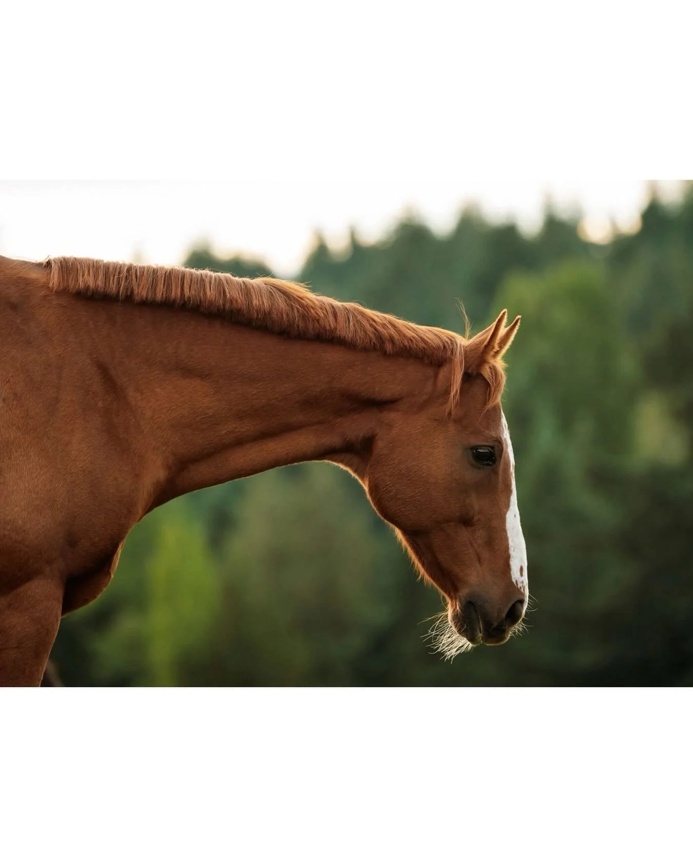 Such a stunning and sweet gelding 🥰
.
.
.
#chestnut #equinephotography #horsecanada