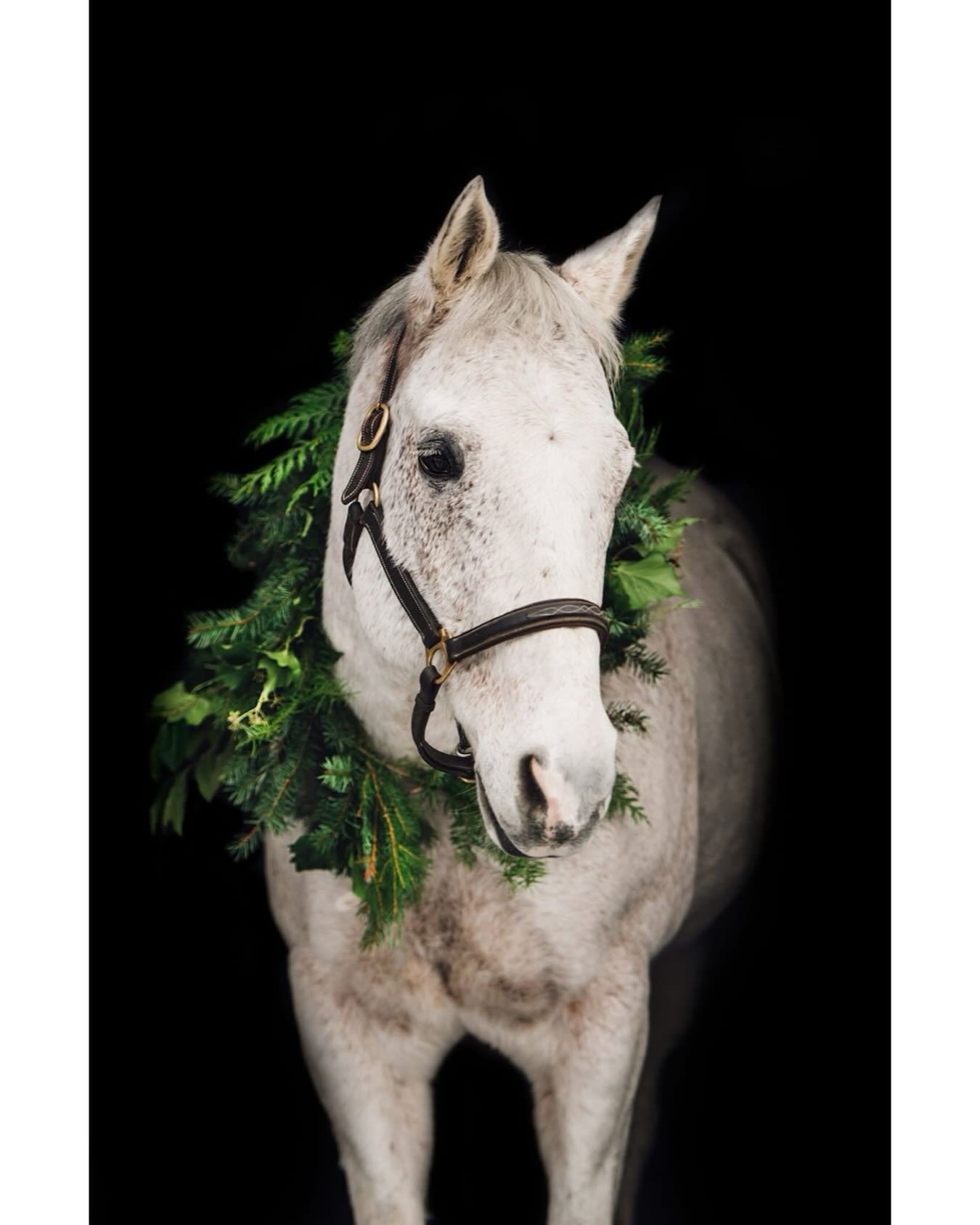 Throwback to one of sweet holiday Zappa. Miss him so much. 
.
.
.
#holidayhorse #equinephotography #horsesofinstagram #tbt